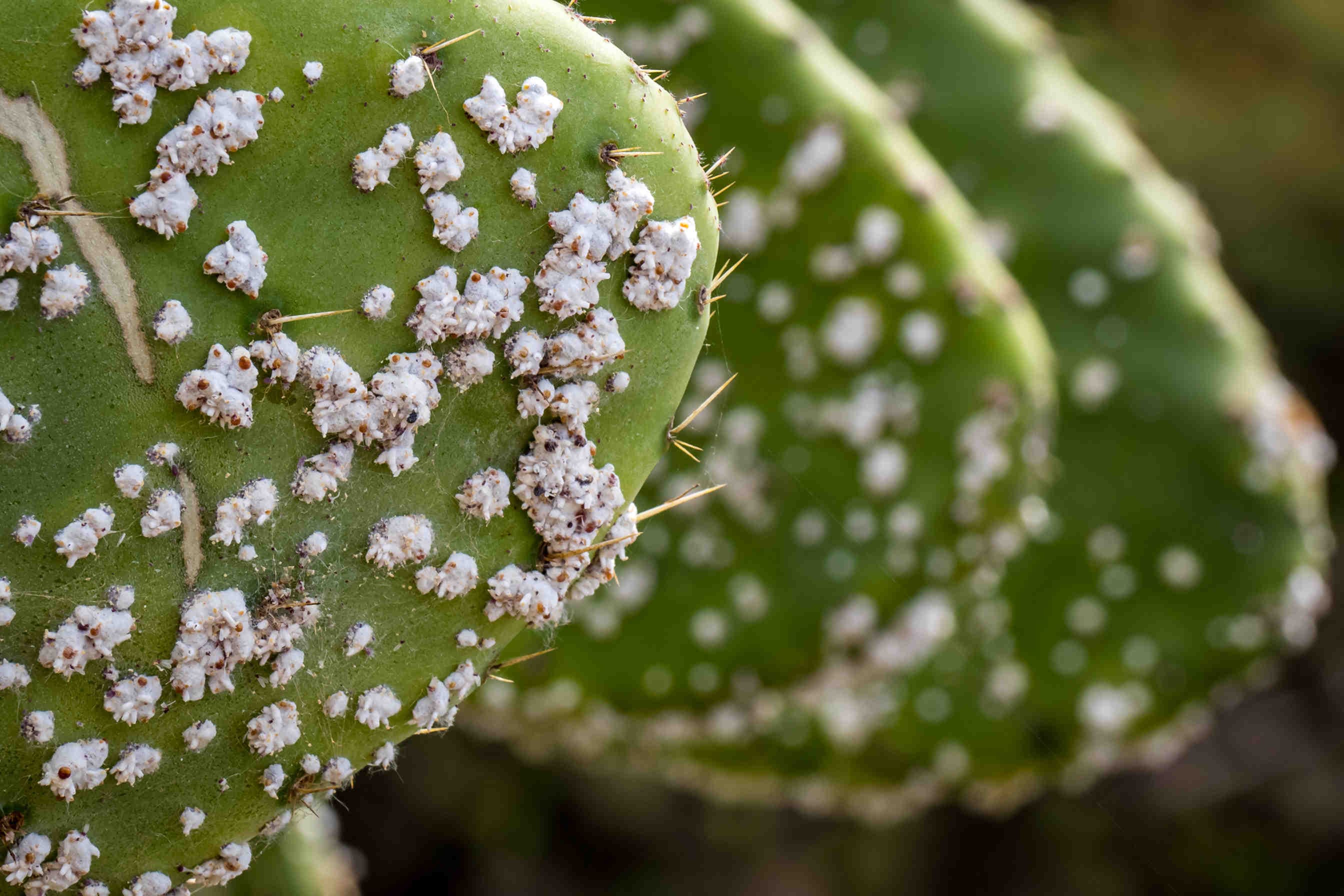 riproduzione cocciniglie