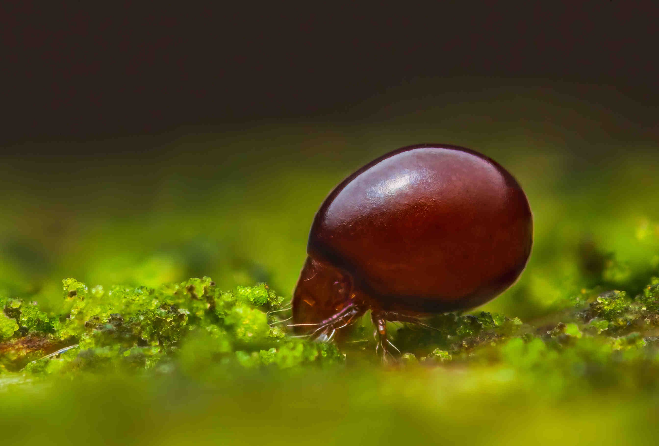 Oribatida