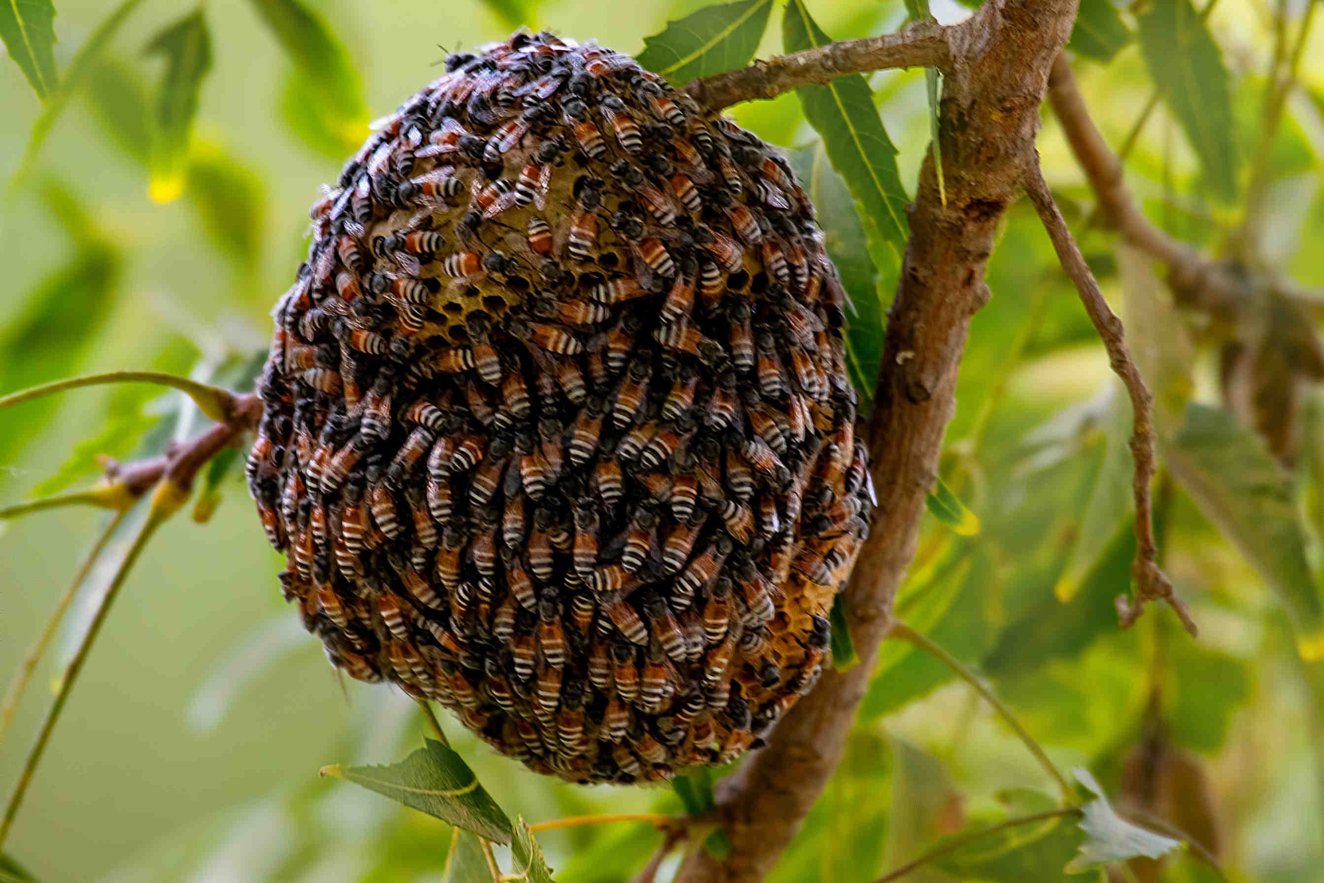apis florea