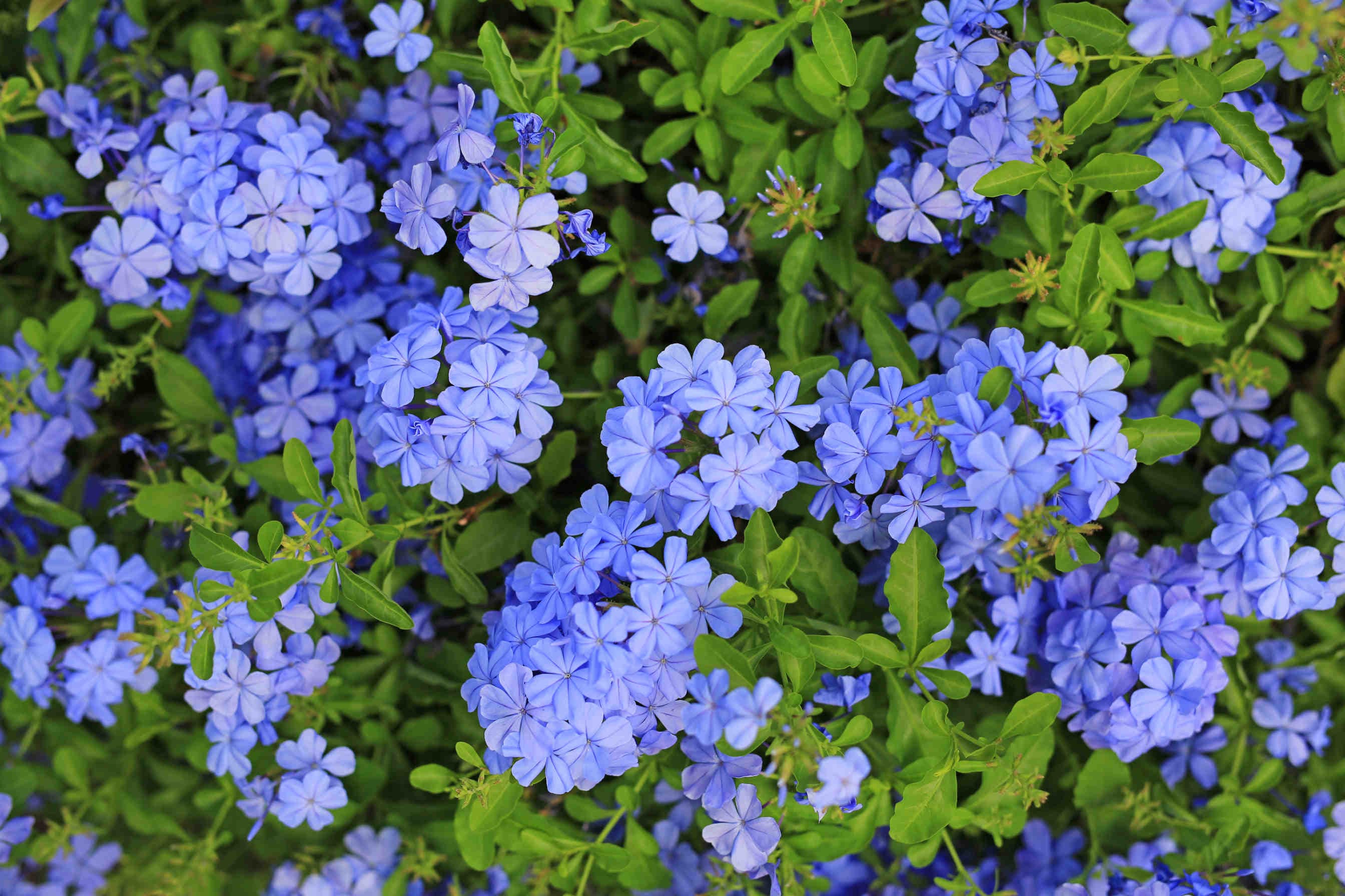 Plumbago: una pianta rampicante dai bellissimi fiori azzurri