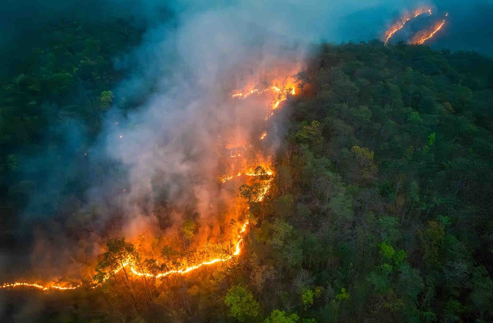 Le foreste in fiamme: le aree più colpite