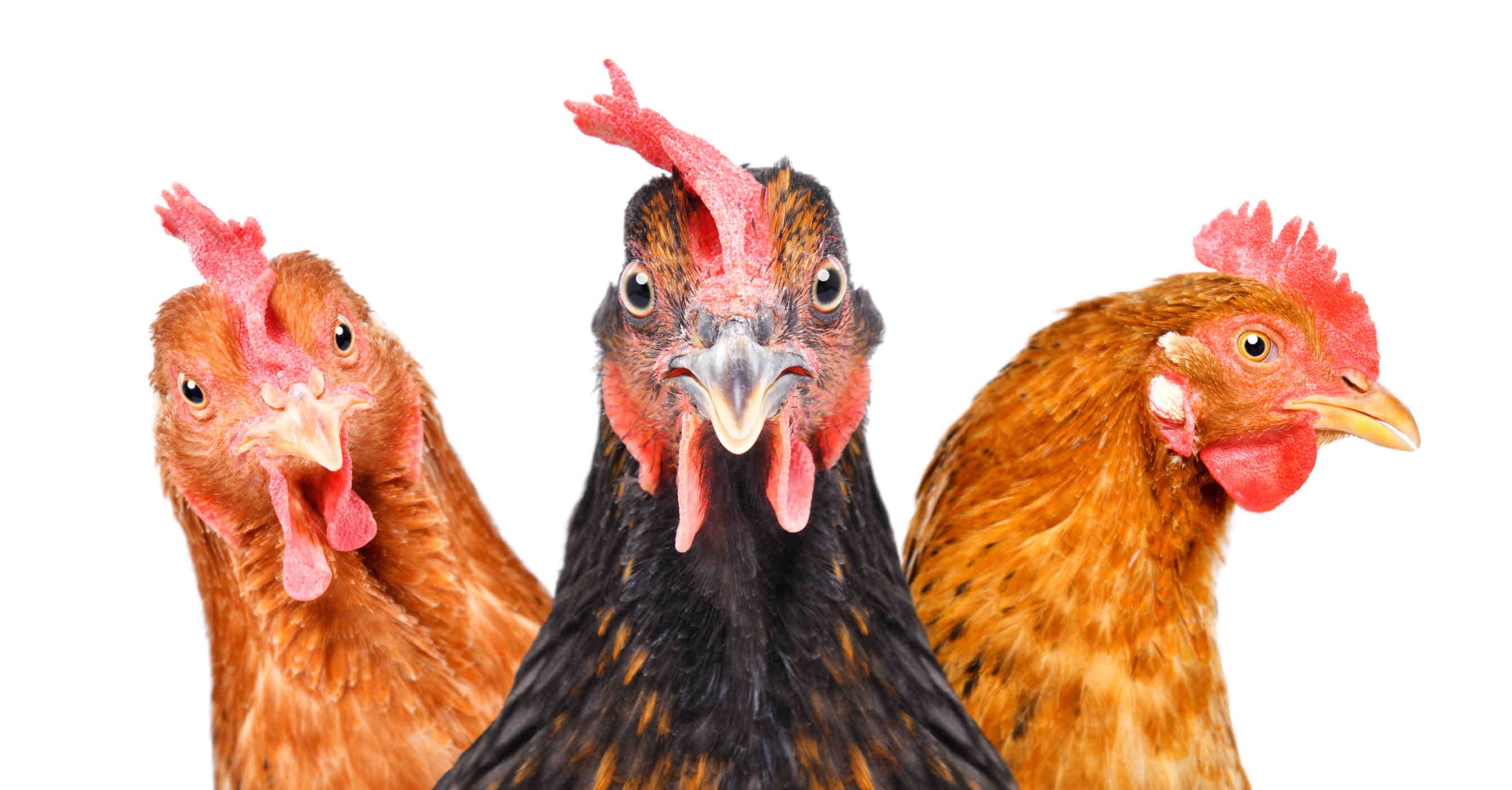 Foto di un pollo che ti guarda