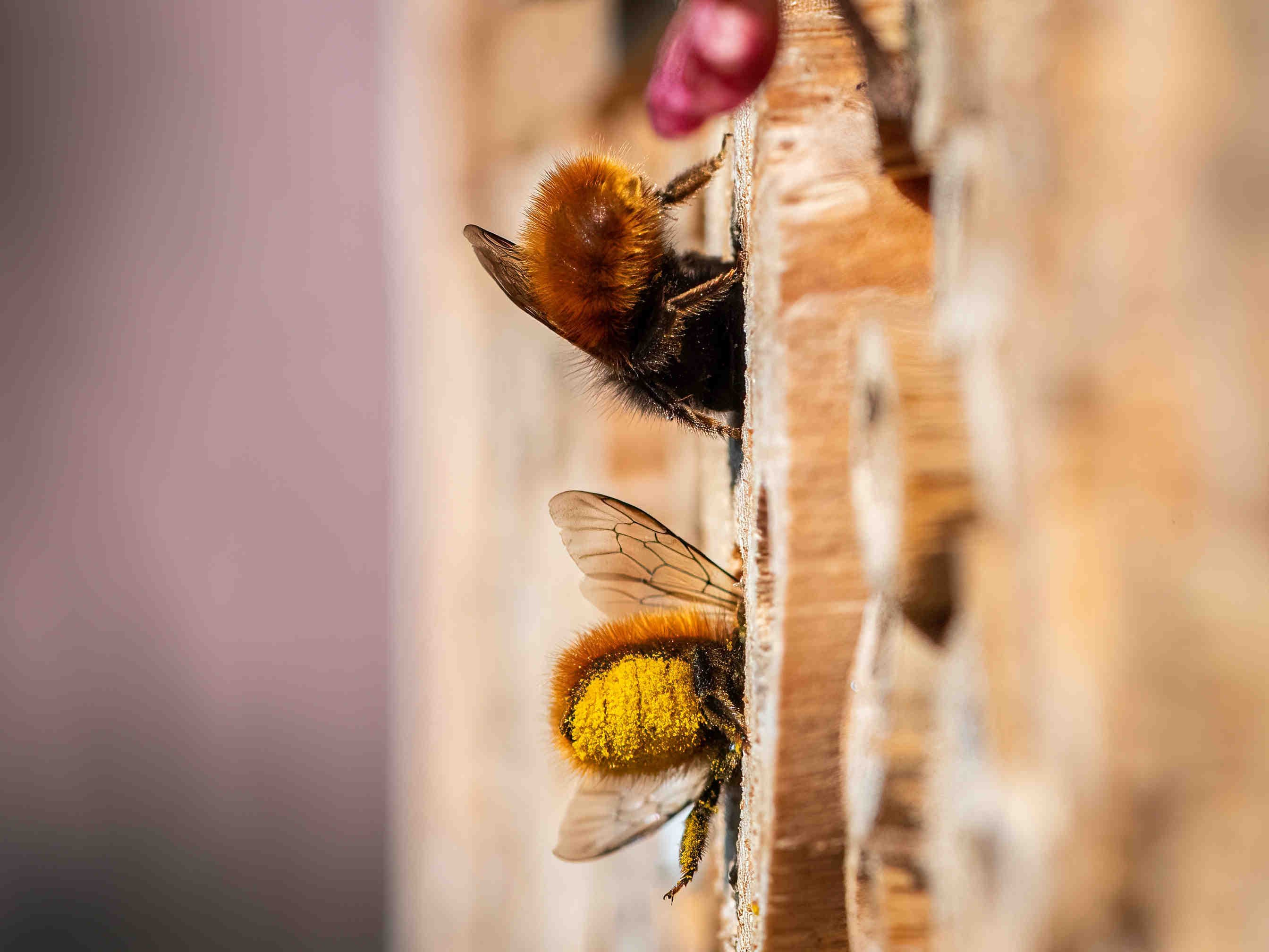 Nestbau