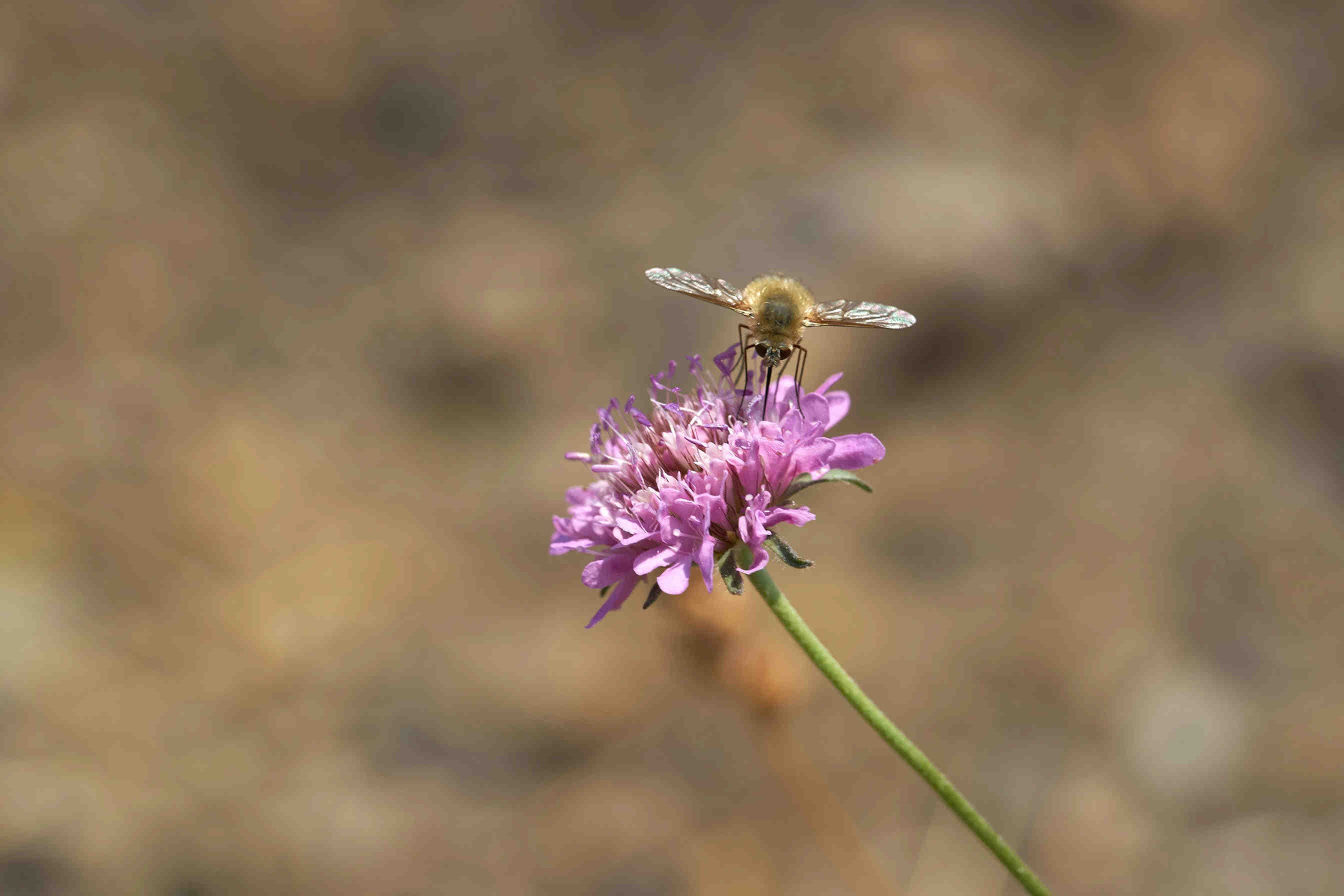 3bee-blog-i-due-percorsi-per-la-tutela-ambientale