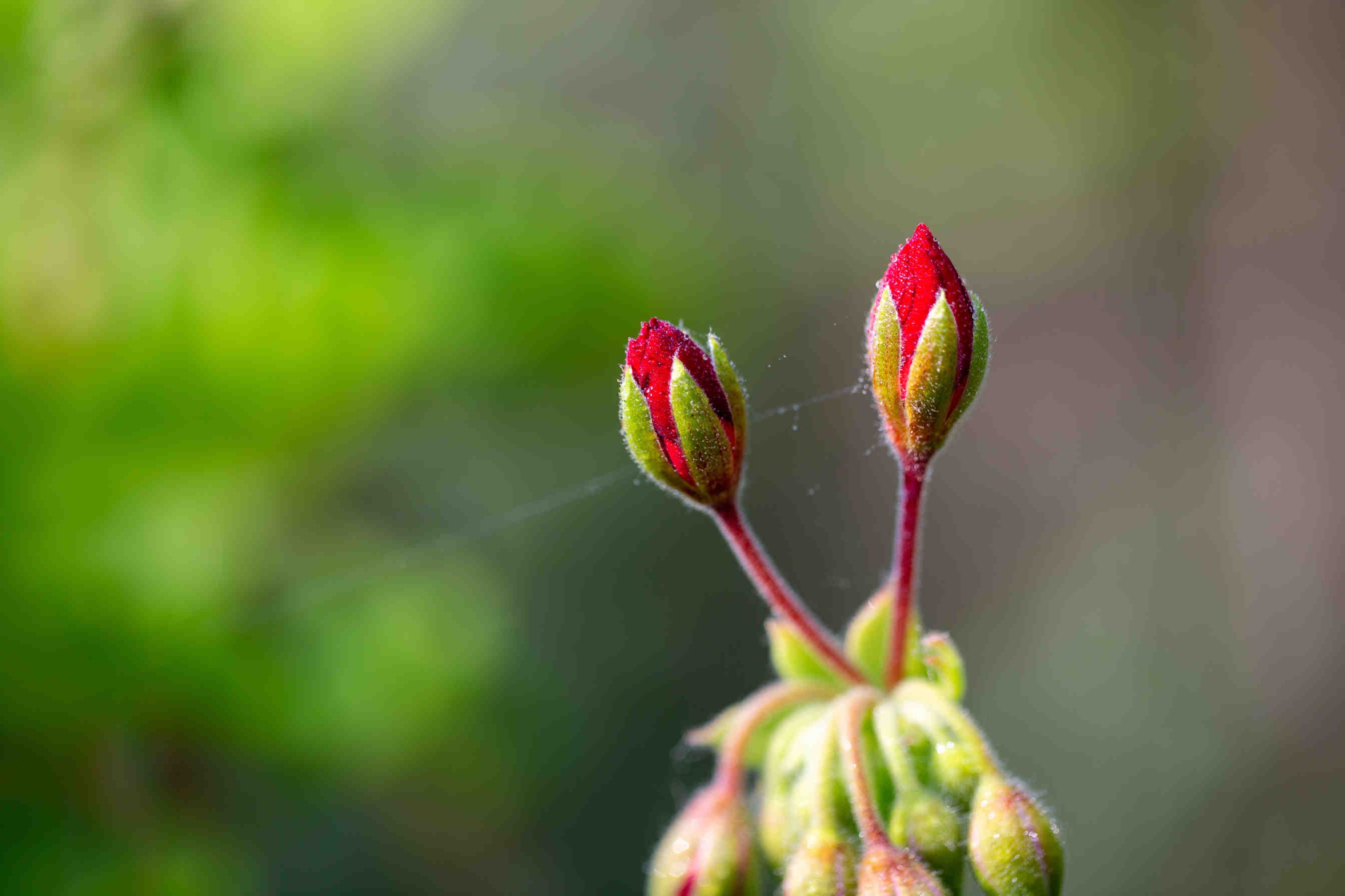 boccioli fiori
