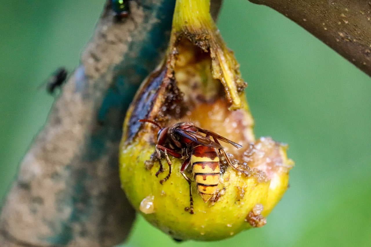 Blastophaga psenes ficus
