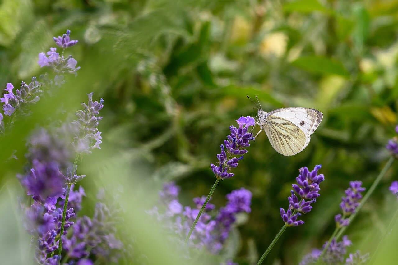 Analisi di materialità e biodiversità: un tema chiave per il reporting aziendale