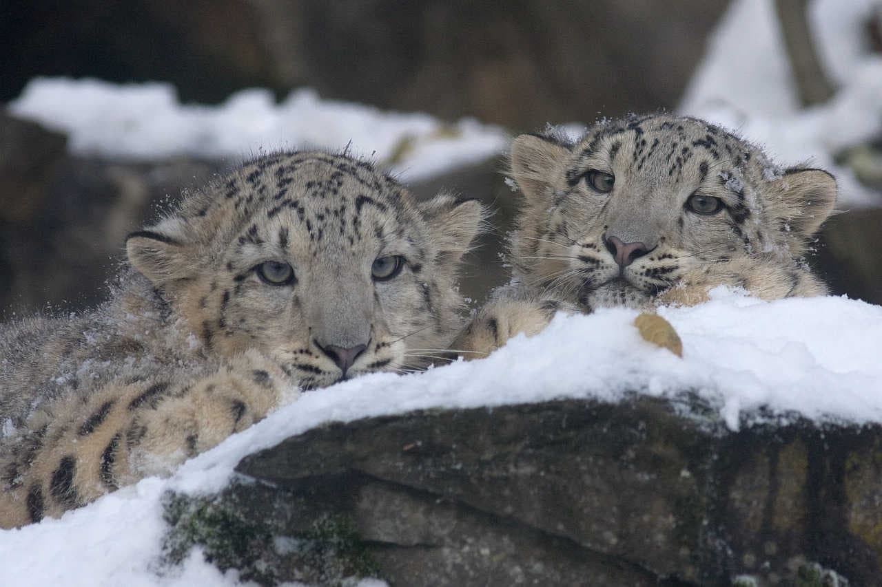 stato di conservazione del leopardo delle nevi