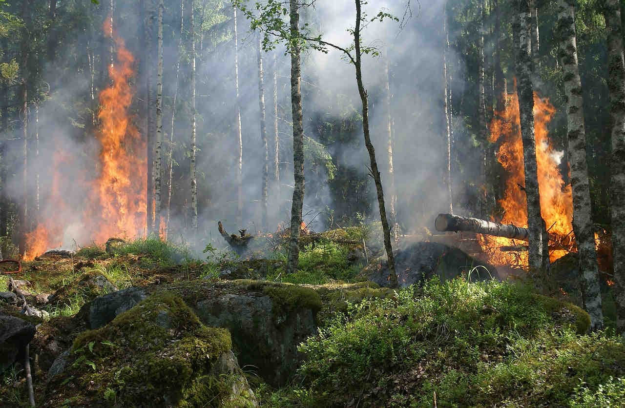CO2 ecosistemi