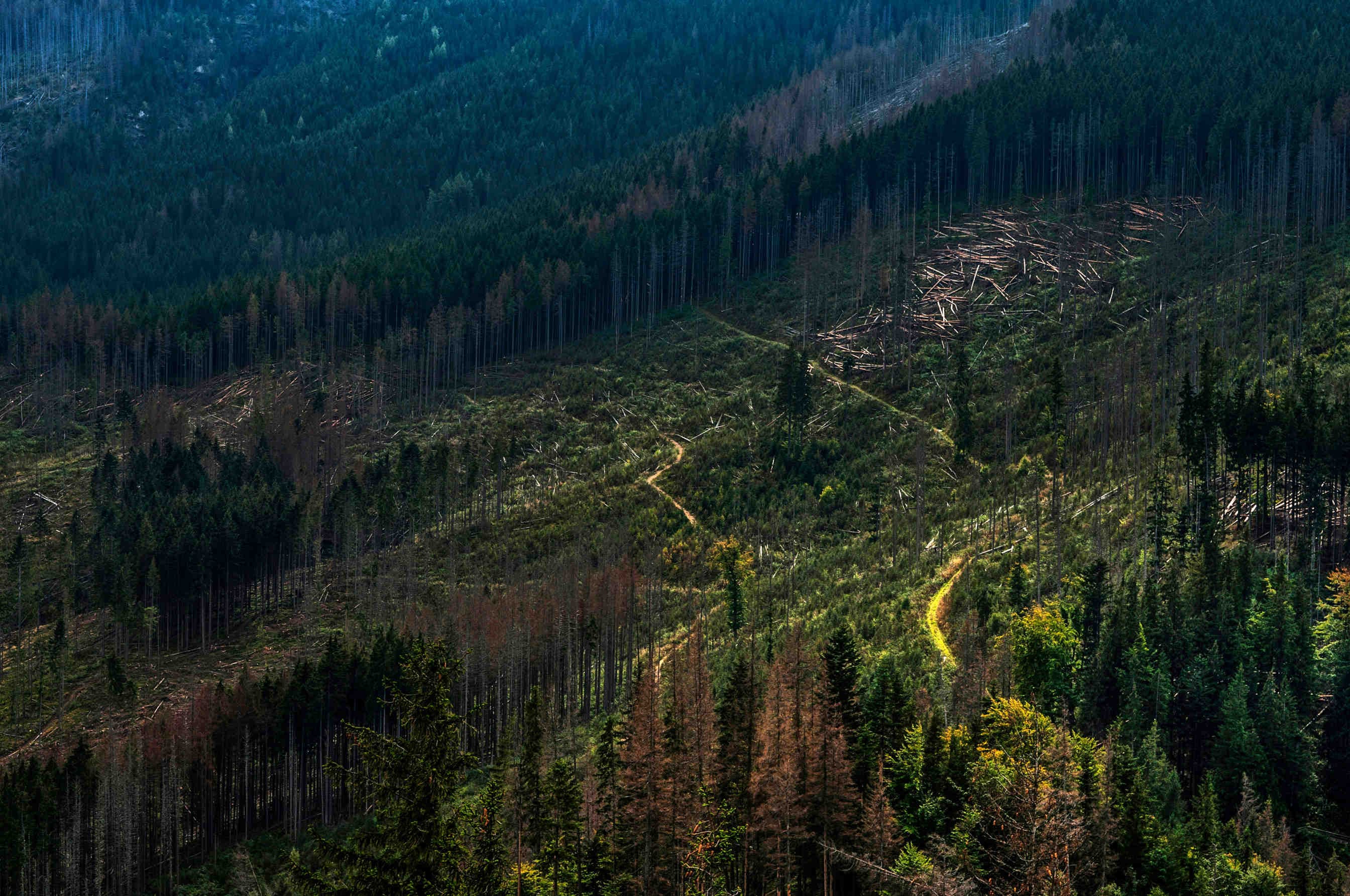 Logging residues in a forest