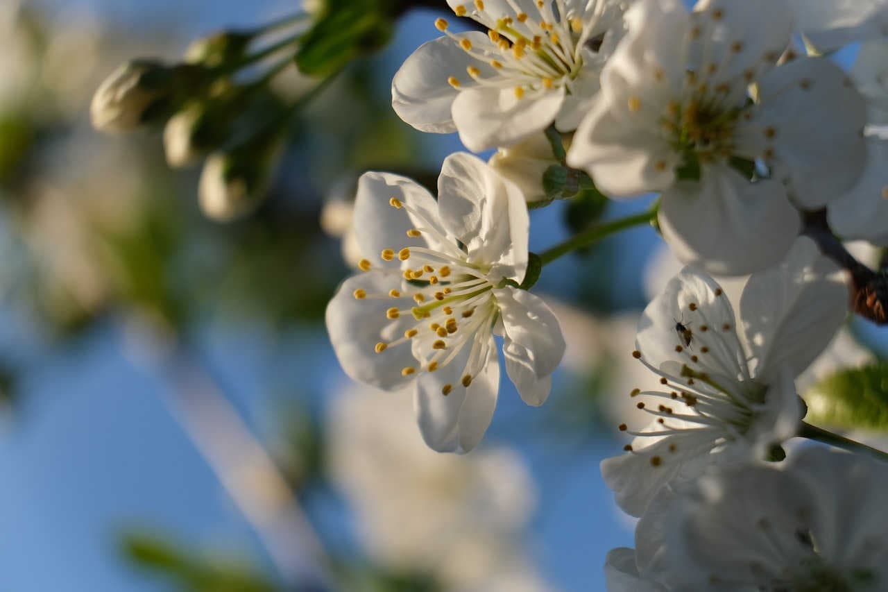 fiori