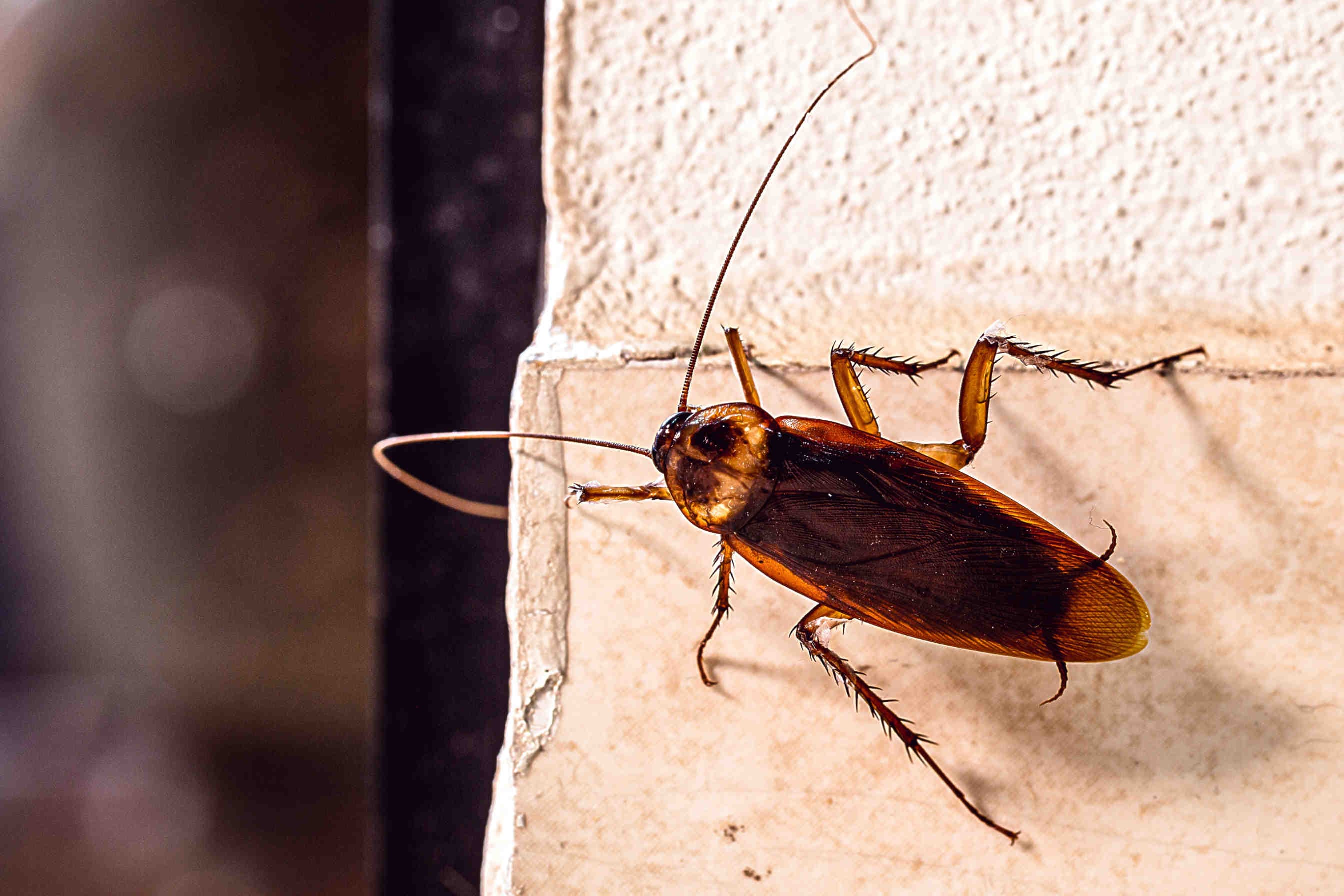 Periplaneta americana