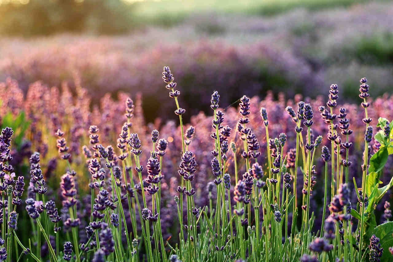 lavanda campo