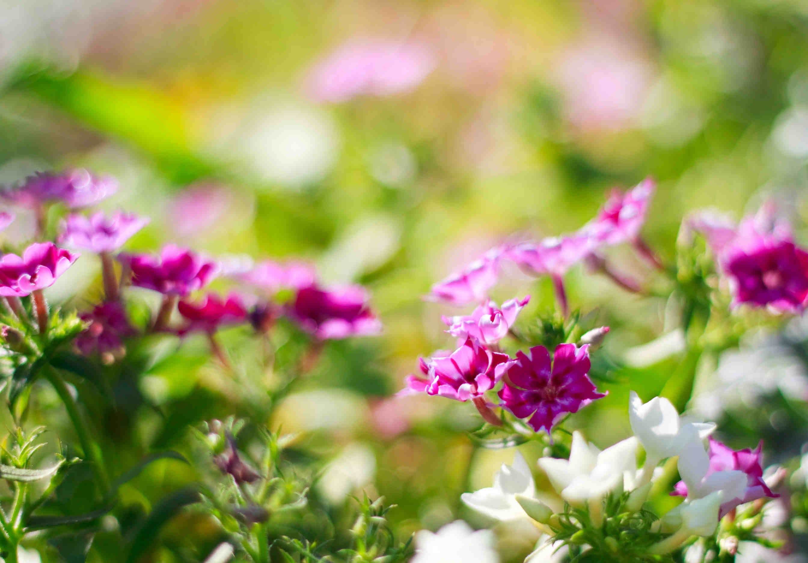 fiori piante