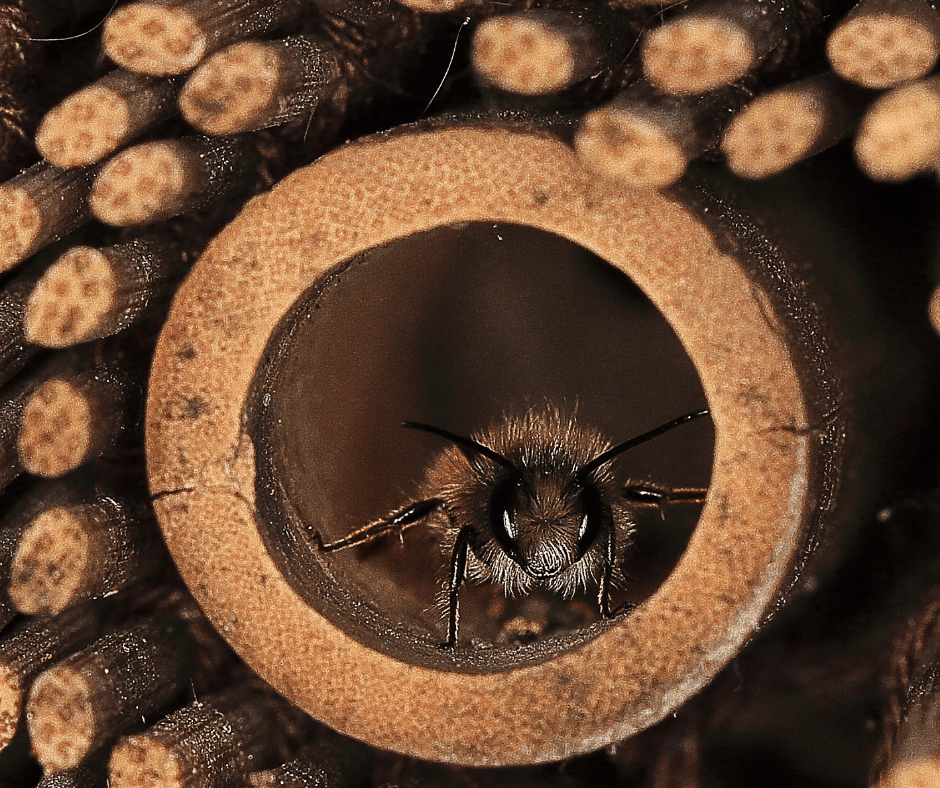Les abeilles solitaires