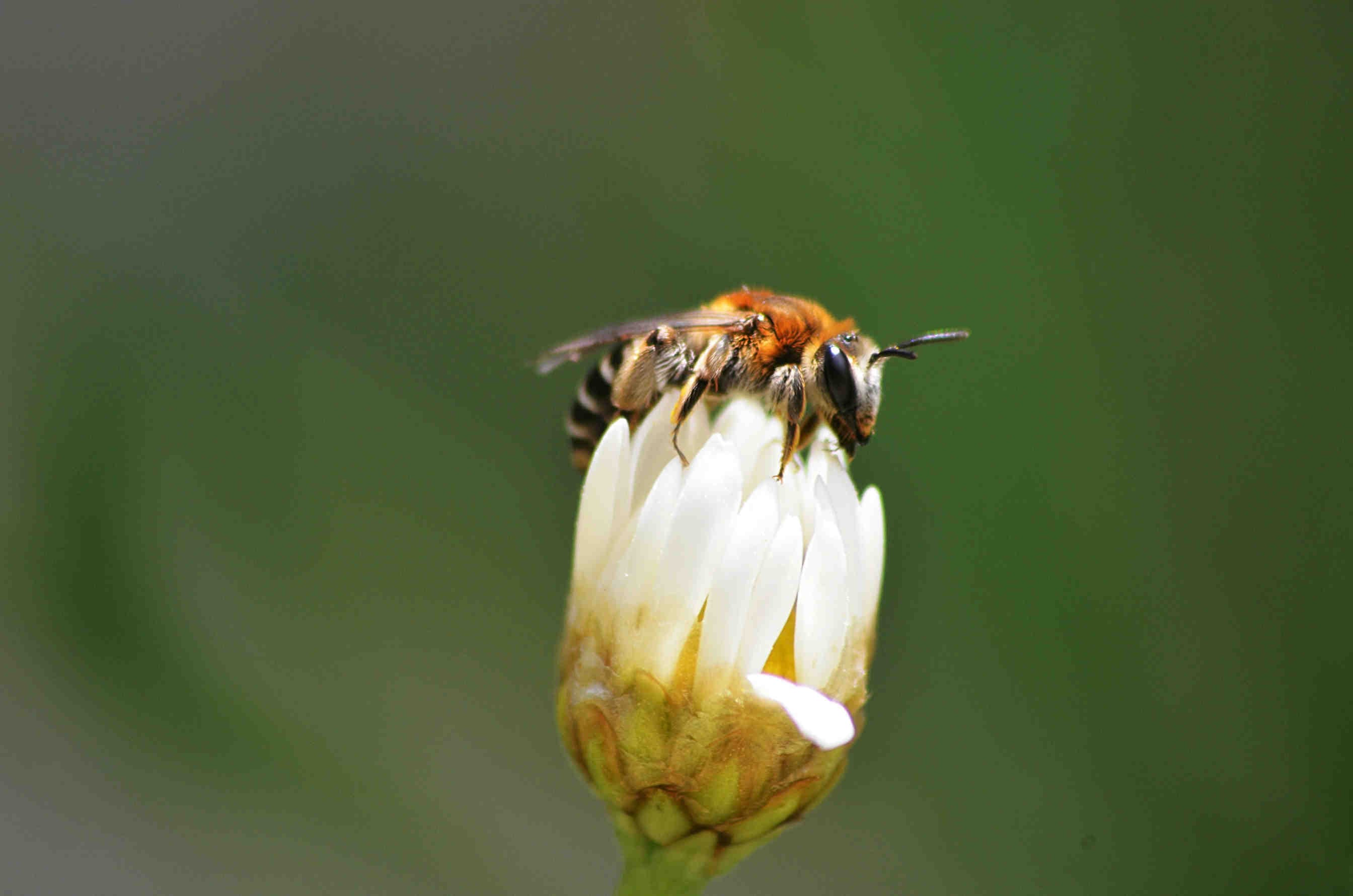 3bee-blog-differenze-per-la-sostenibilita-locale