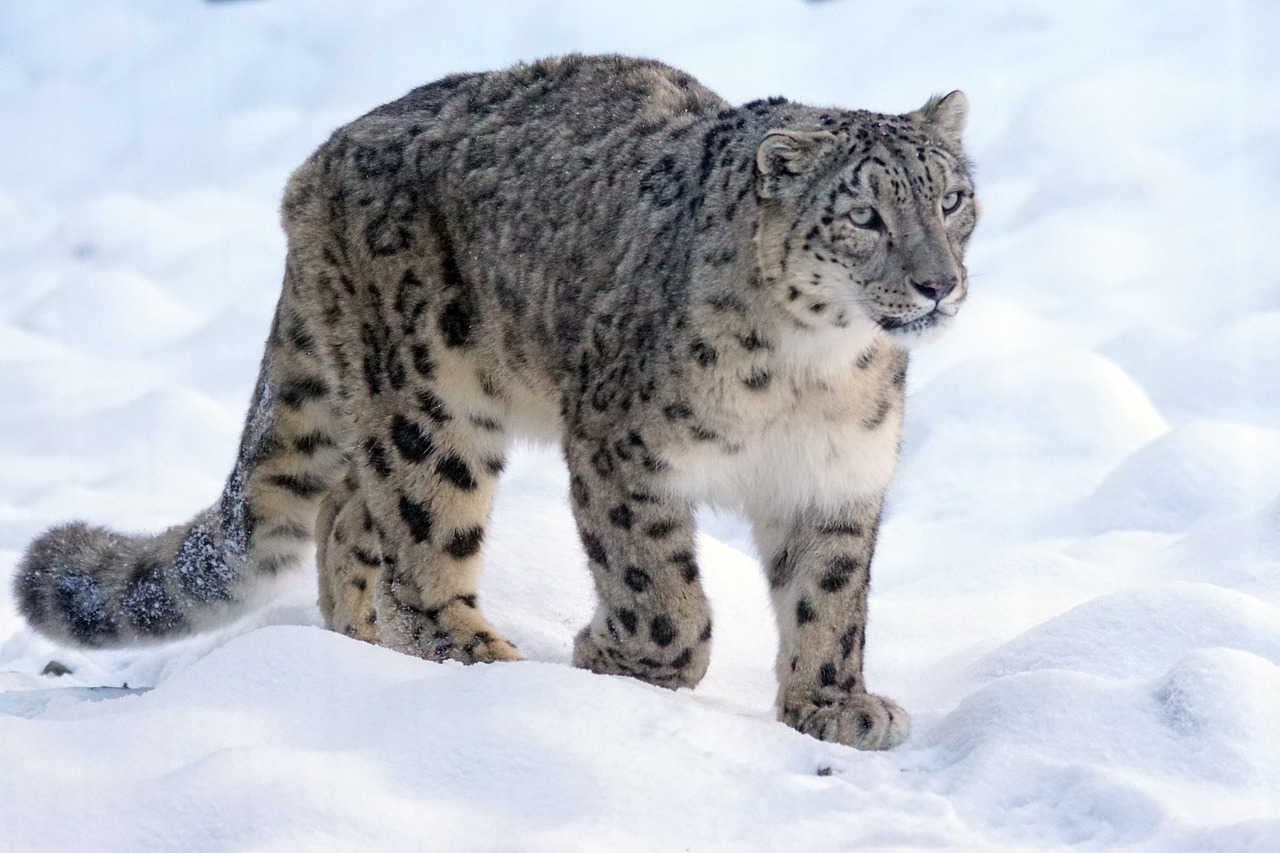 leopardo delle nevi