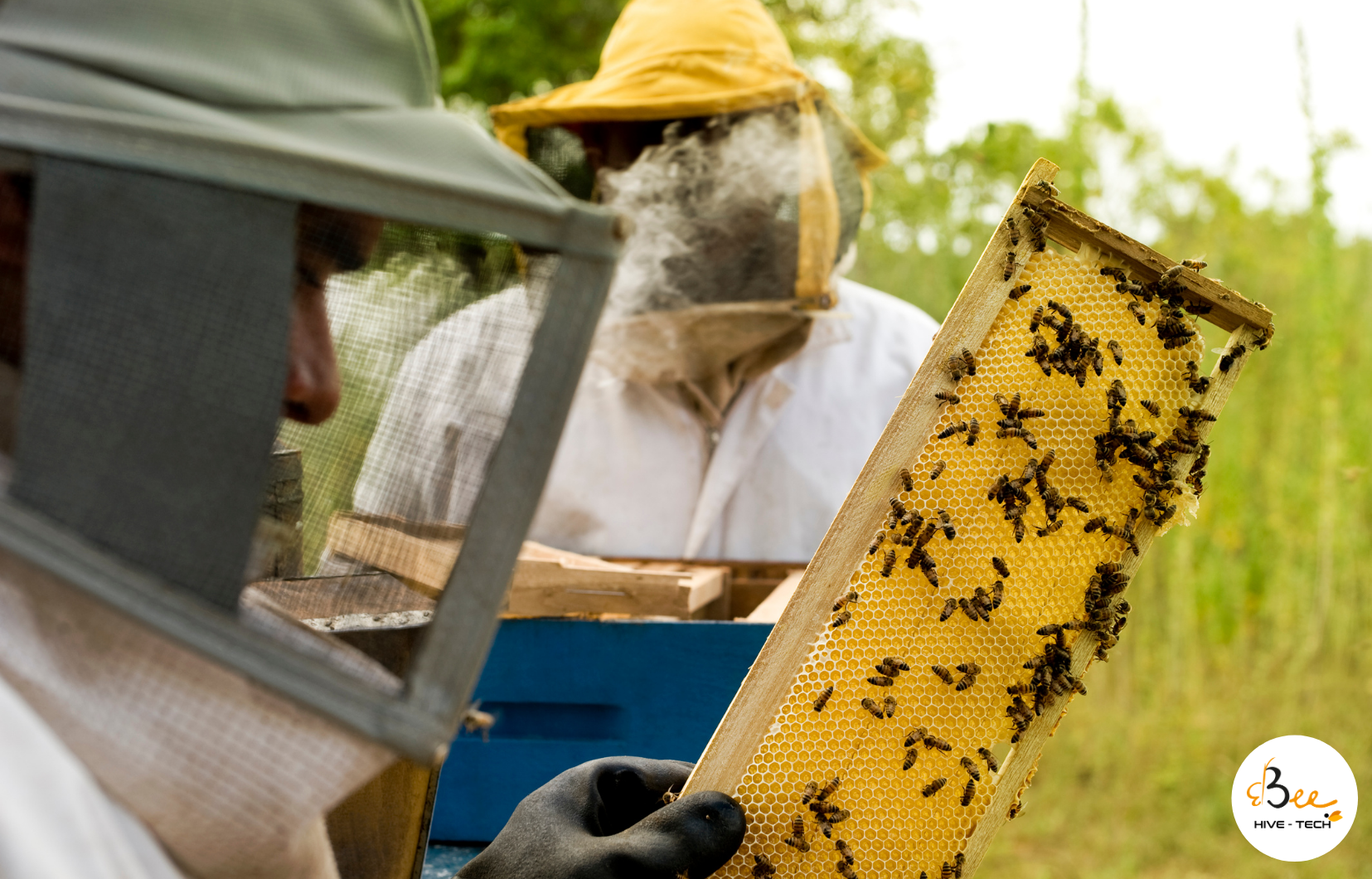 Bando di Finanziamento per L’apicoltura In Calabria