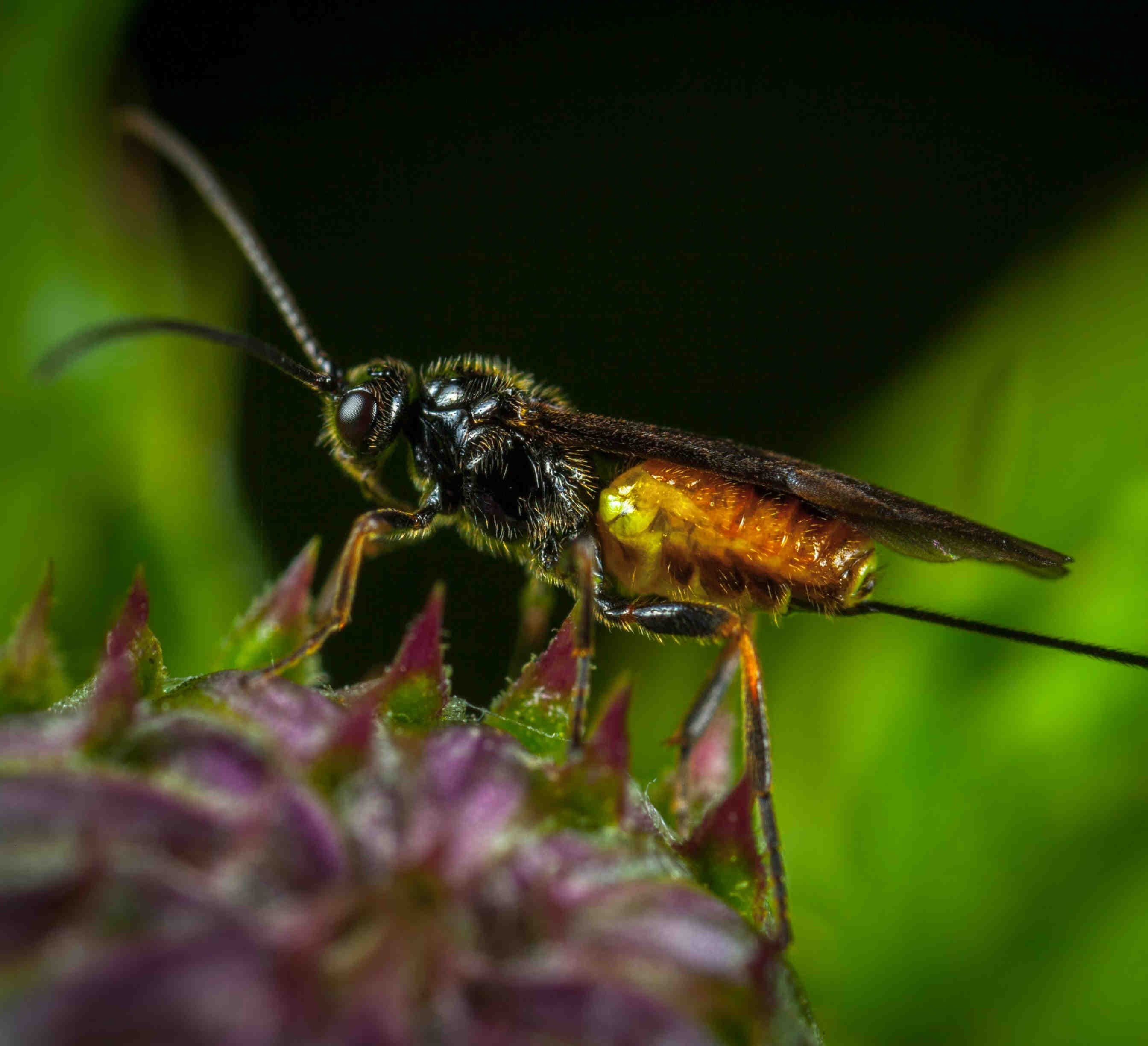 Black and yellow wasp on flower