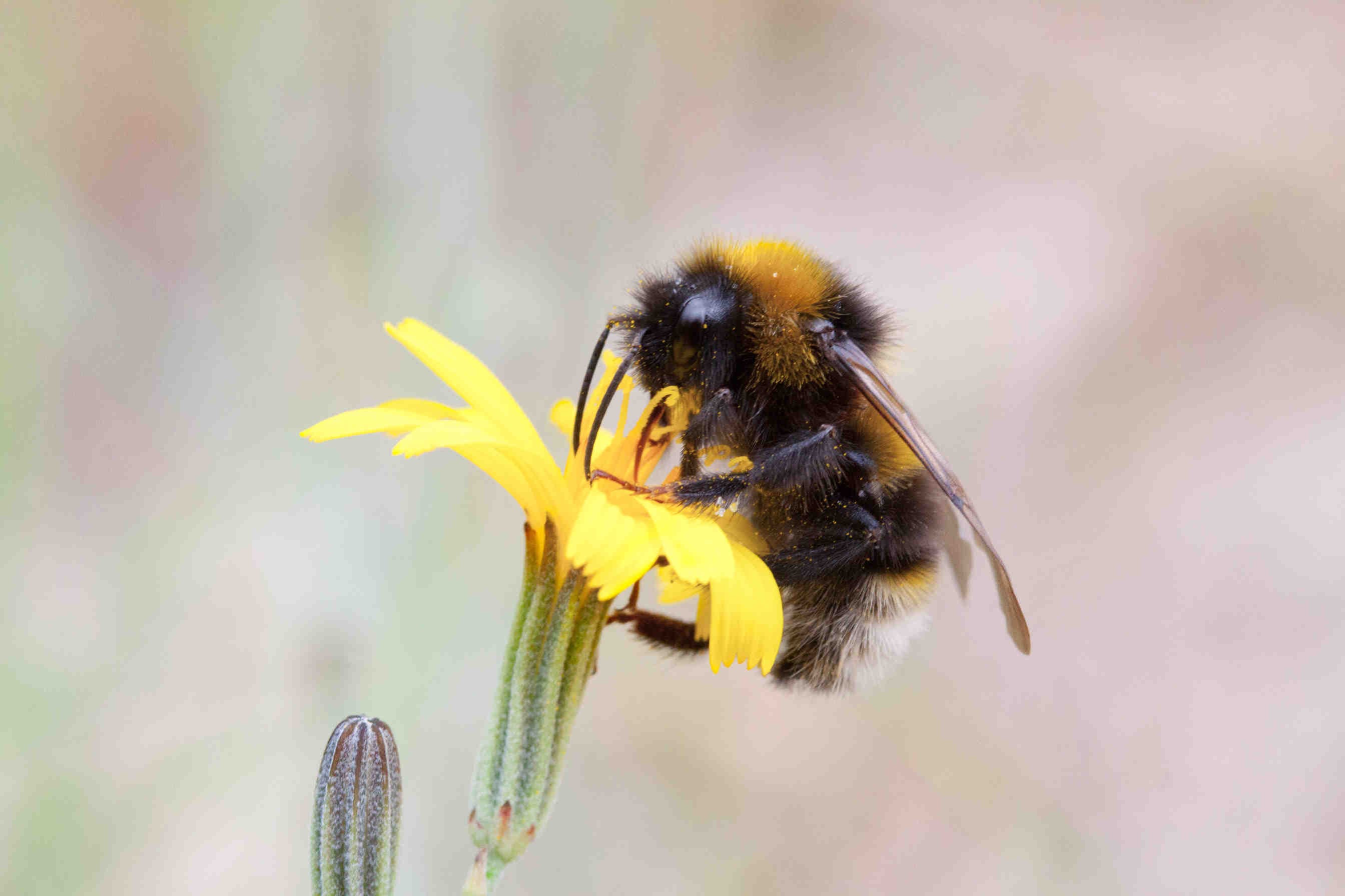 bombus terrestris