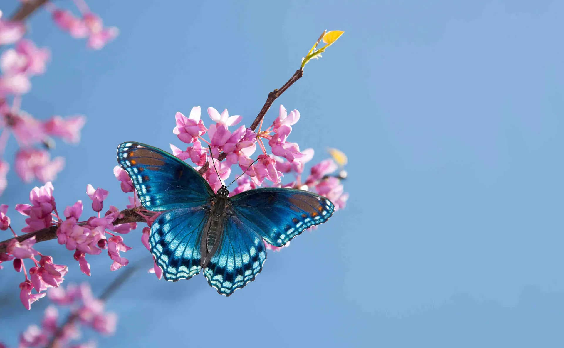 Qu'est-ce que la biodiversité, pourquoi est-elle essentielle