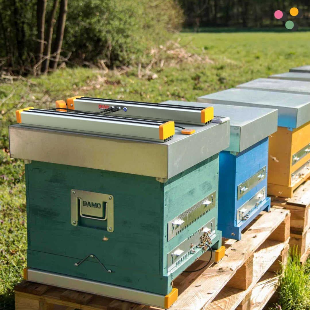 Wie adoptiert man einen Bienenstock?