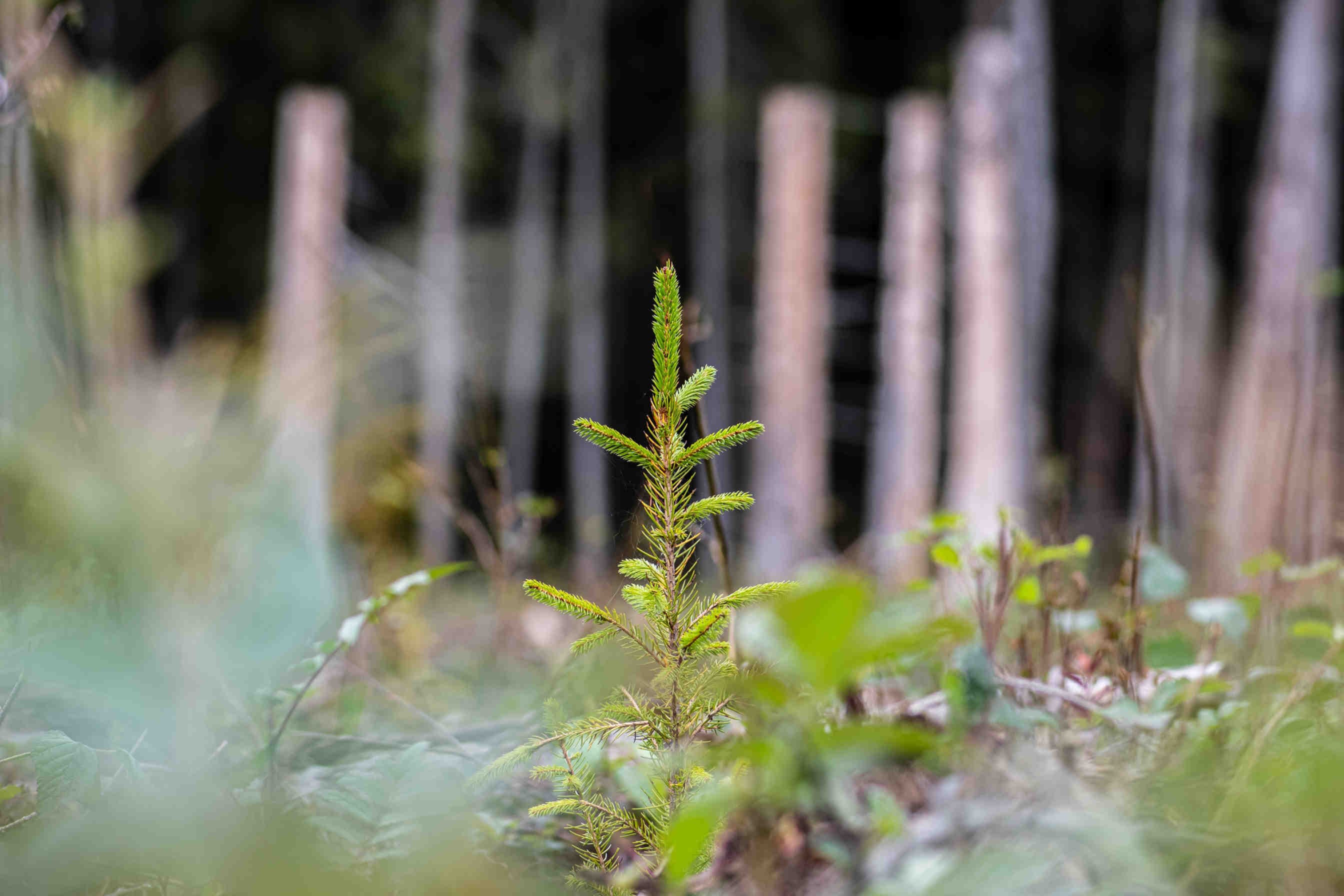 3Bee sostiene la Nature Restoration Law