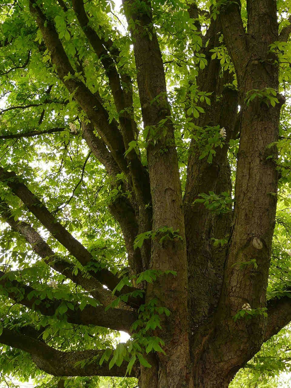 albero di castagno