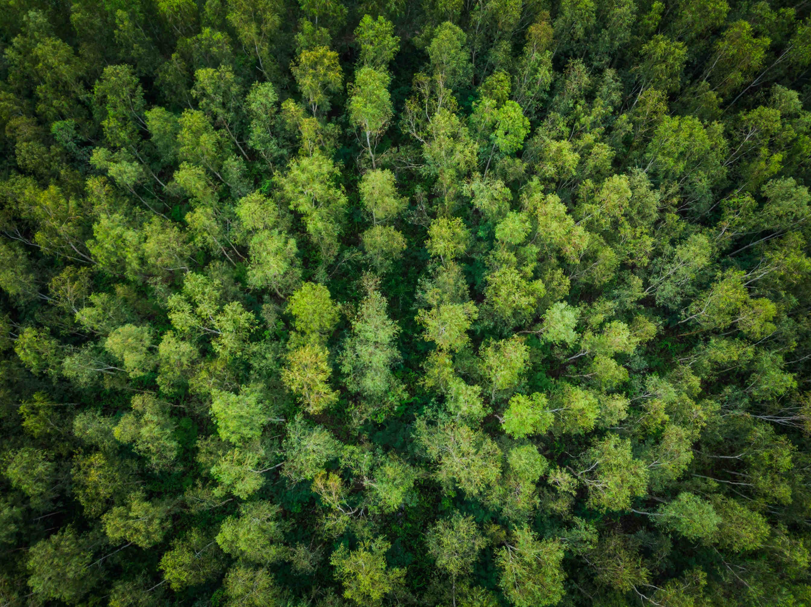 Pontedilana: verso un pianeta biodiverso