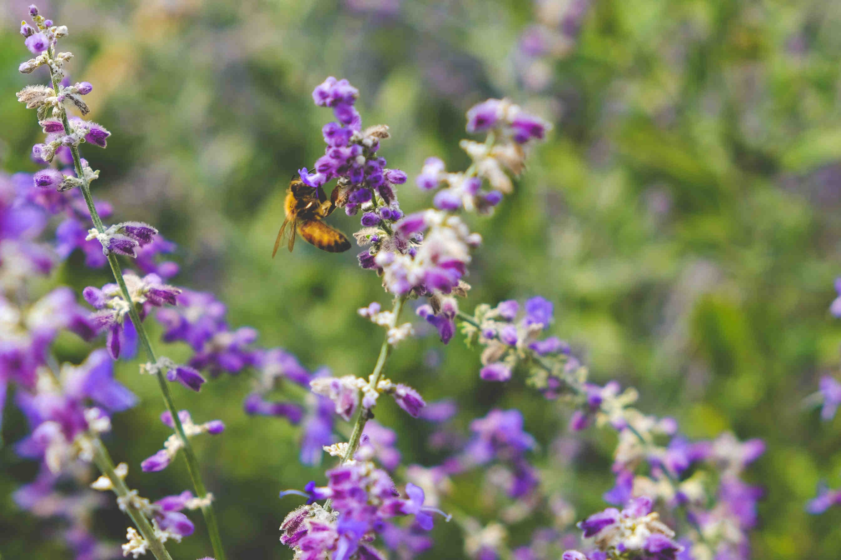 biodiversità ricerca scientifica