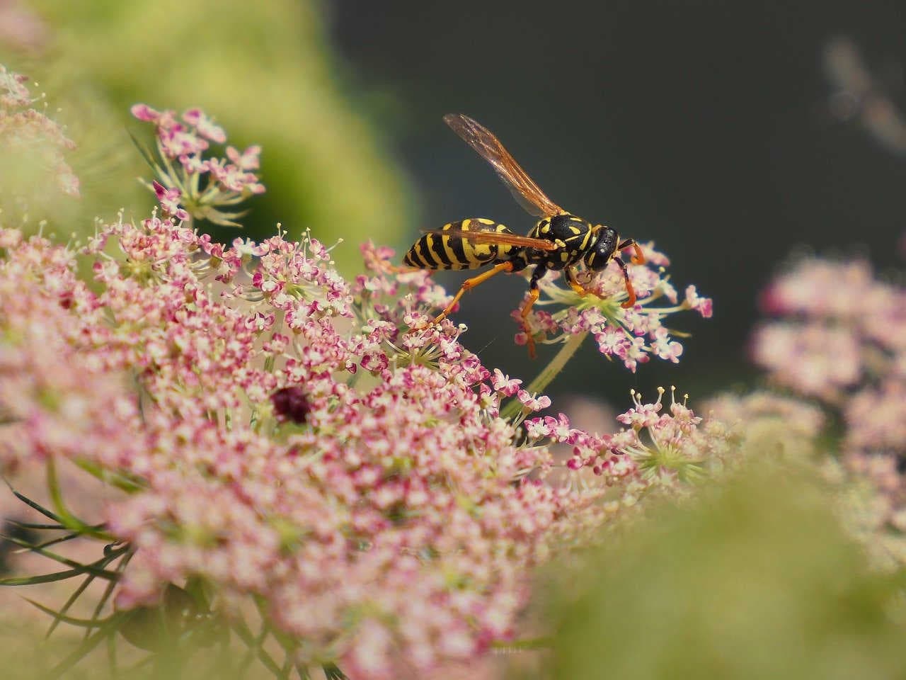 Polistes
