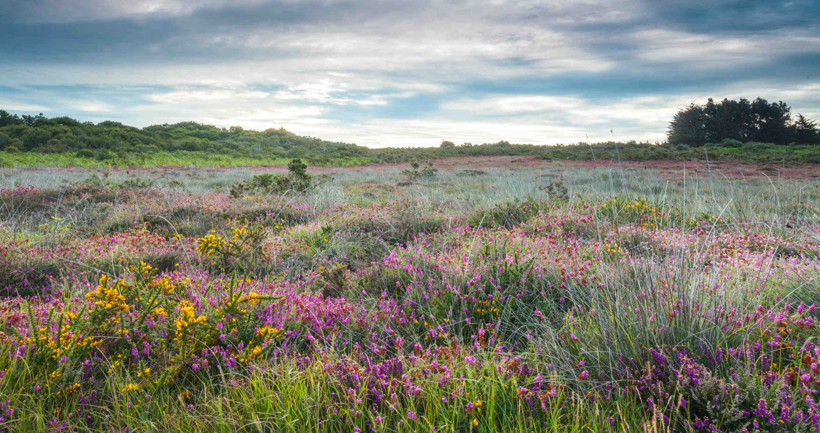 biodiversità
