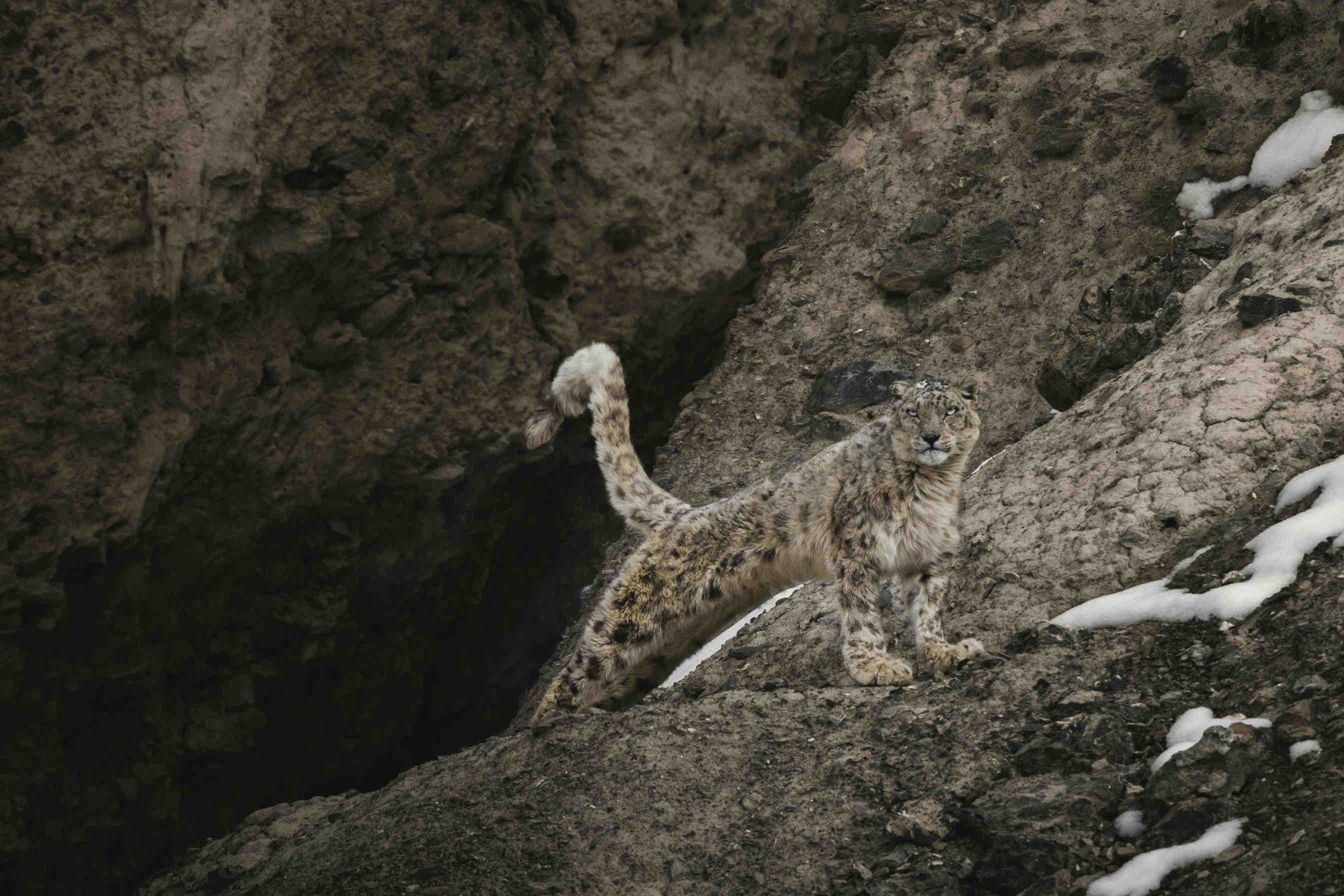 giornata internazionale leopardo delle nevi