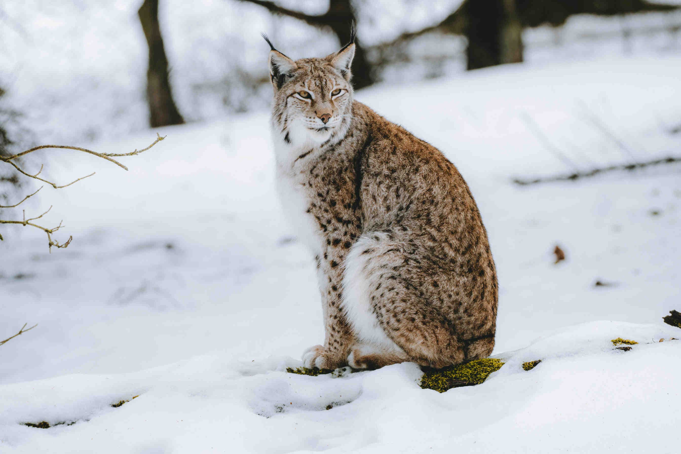 lince eurasiatica