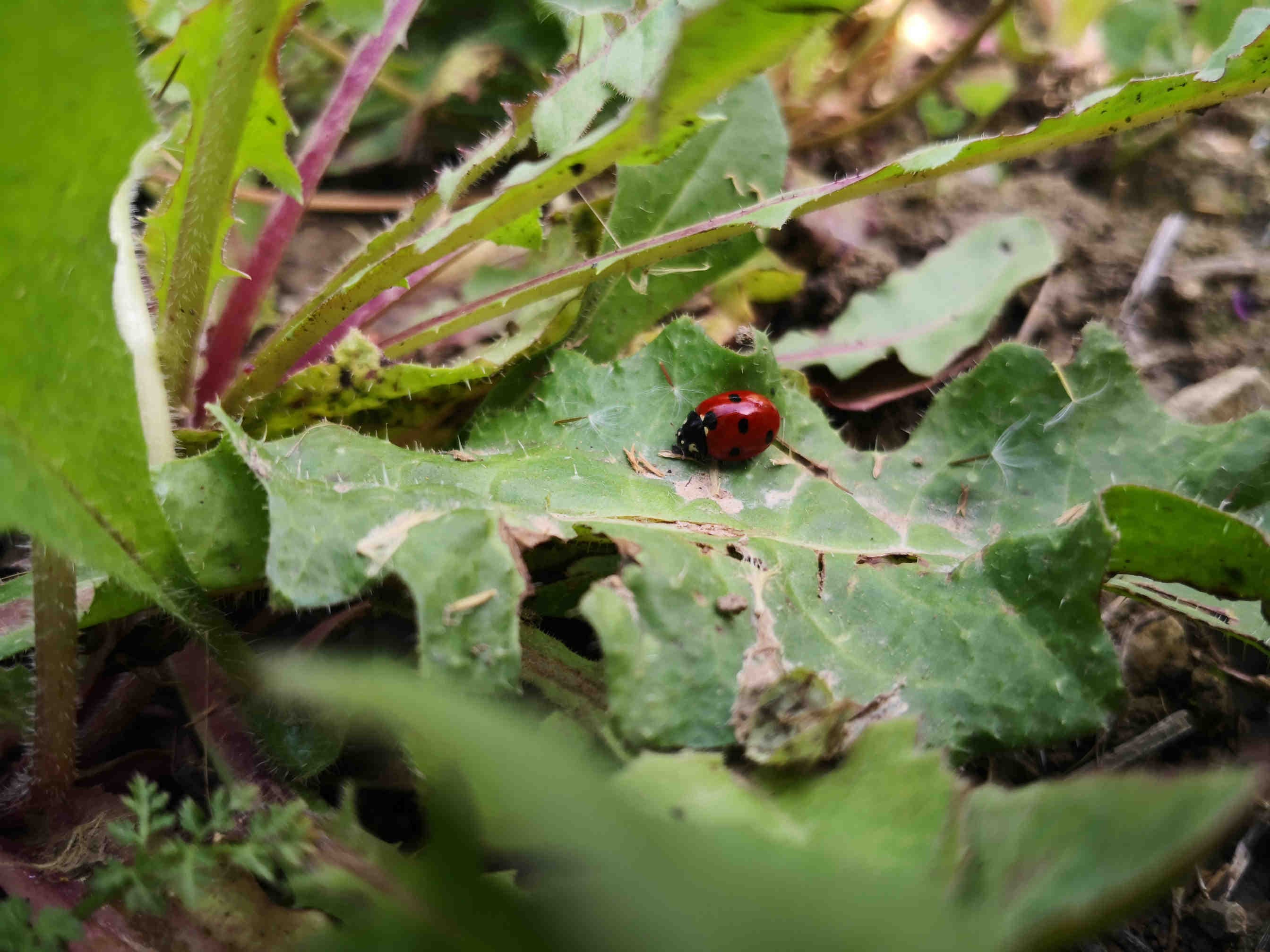 Cos’è l’ESRS E4 sulla biodiversità e come prepararsi