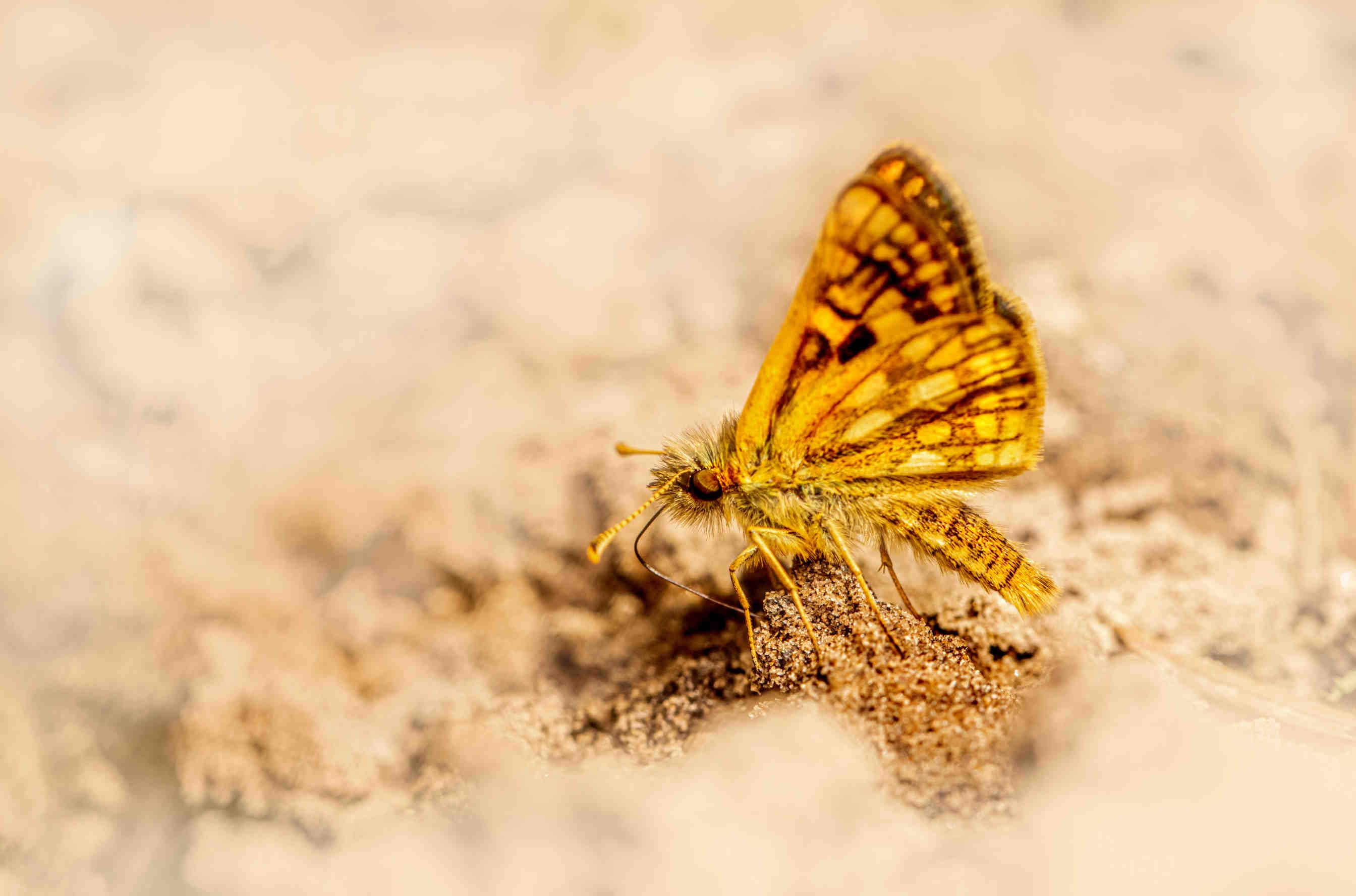 Carterocephalus_palaemon