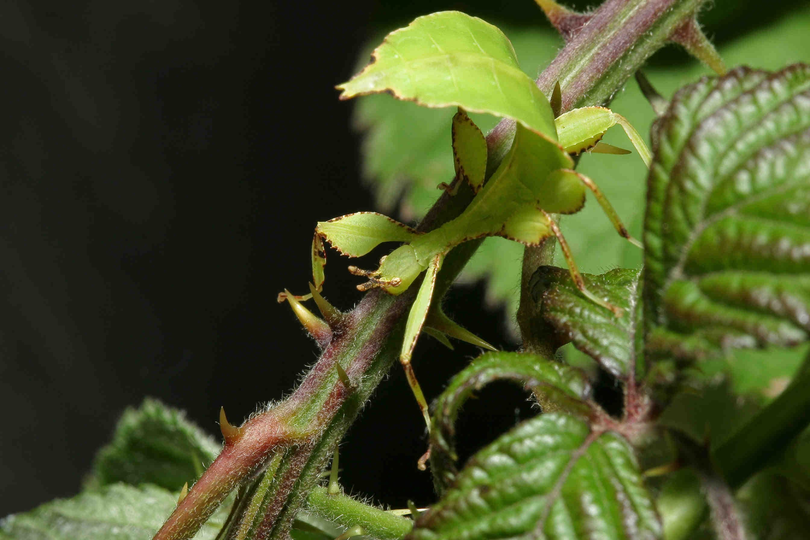 Phyllium