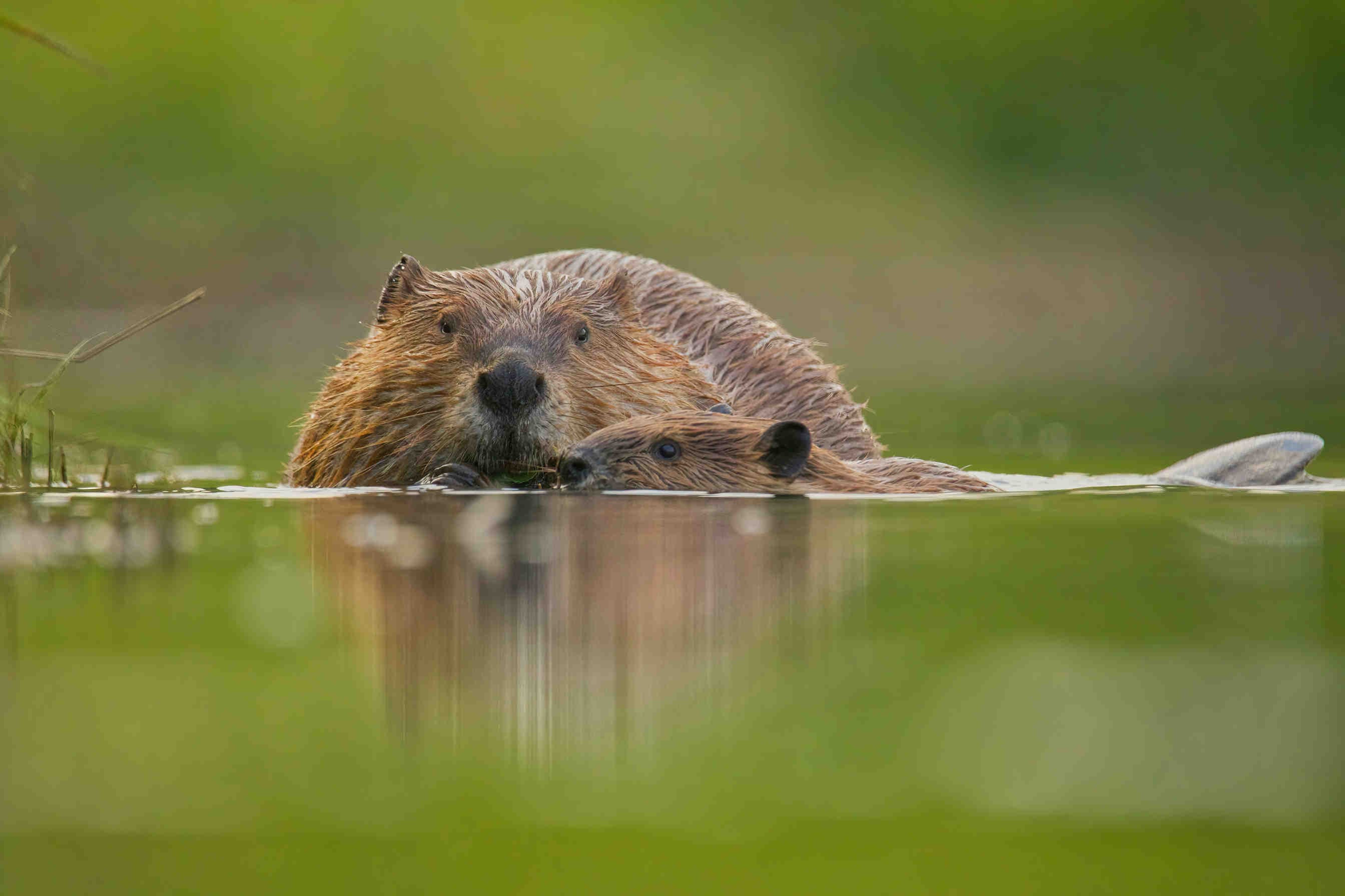 deux castors dans l'eau