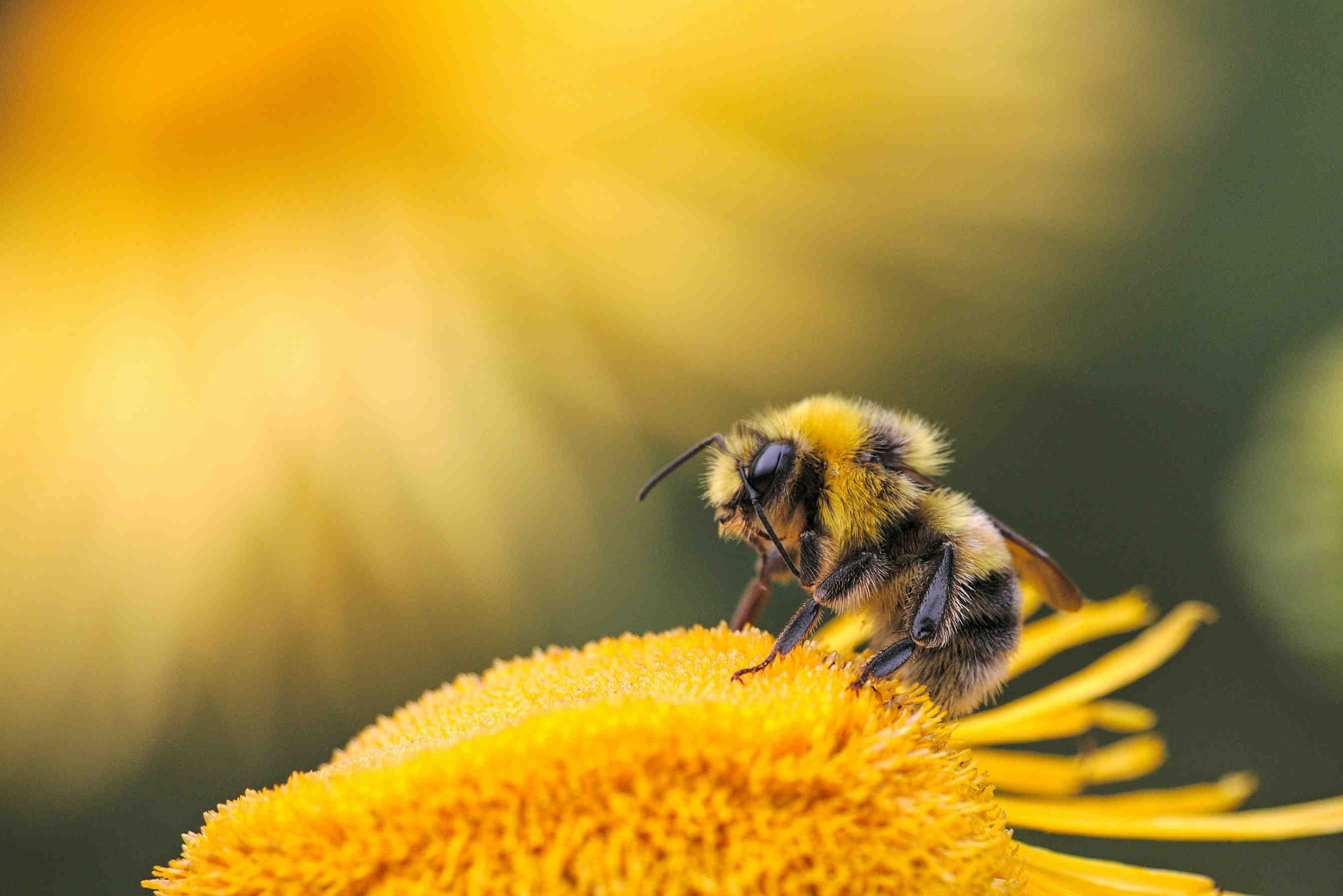 A bee on the asteraceae of a flower