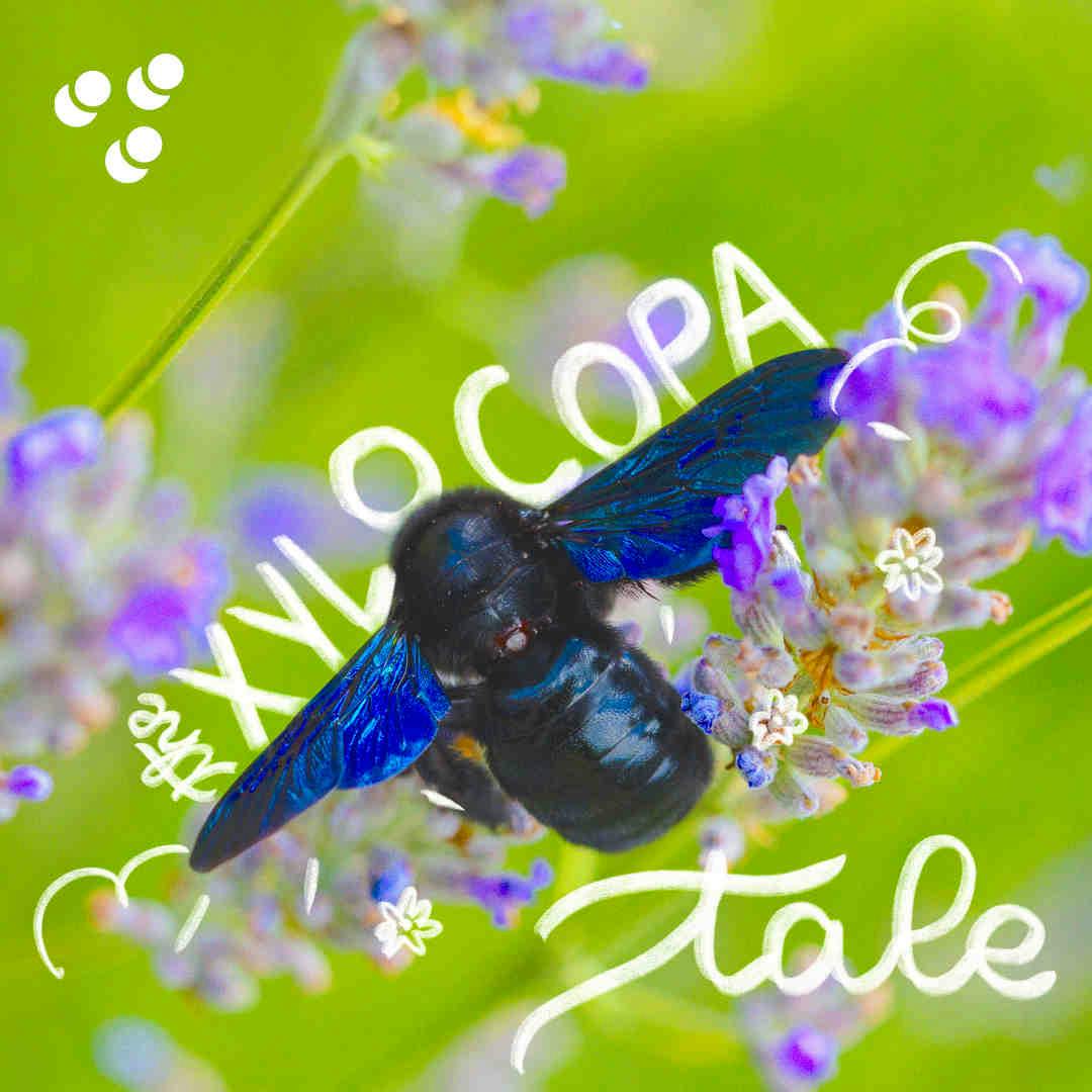 The Xilocopa Tale - Xylocopa Violacea