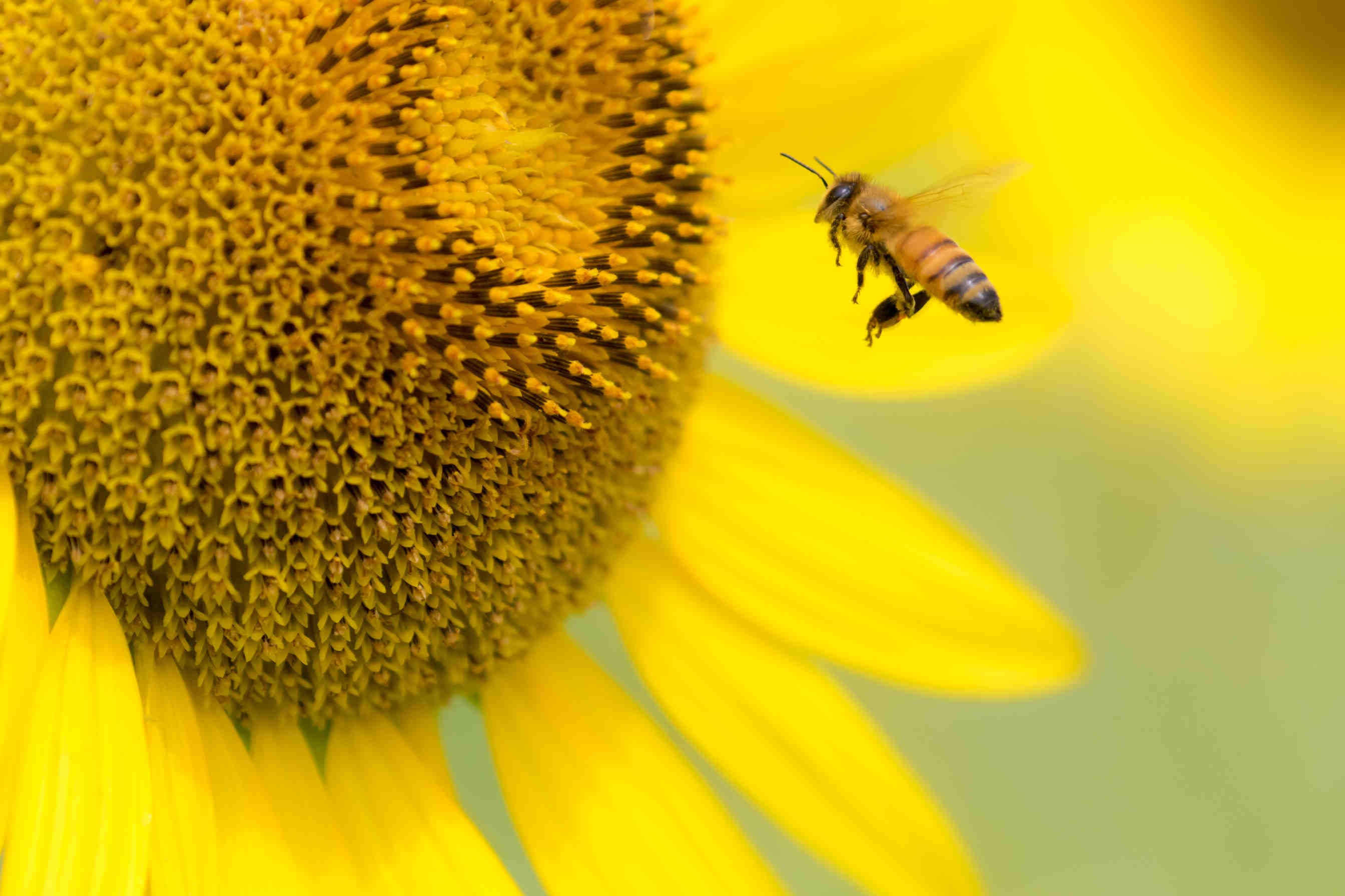 impollinatore