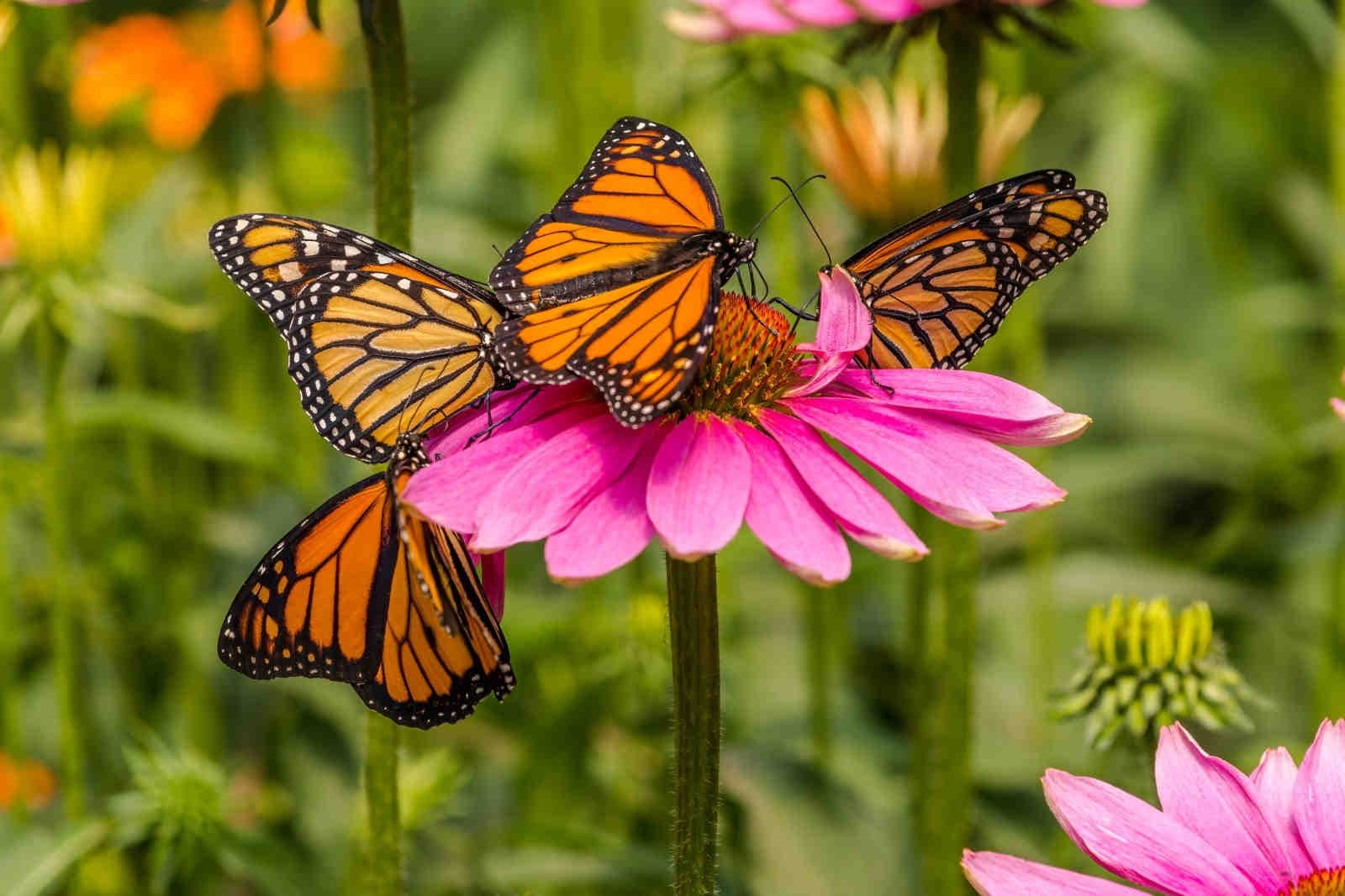 Il ruolo di aziende e governi nella protezione della biodiversità