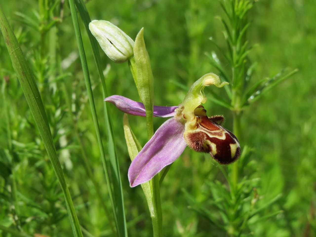 Wild orchids in Italy