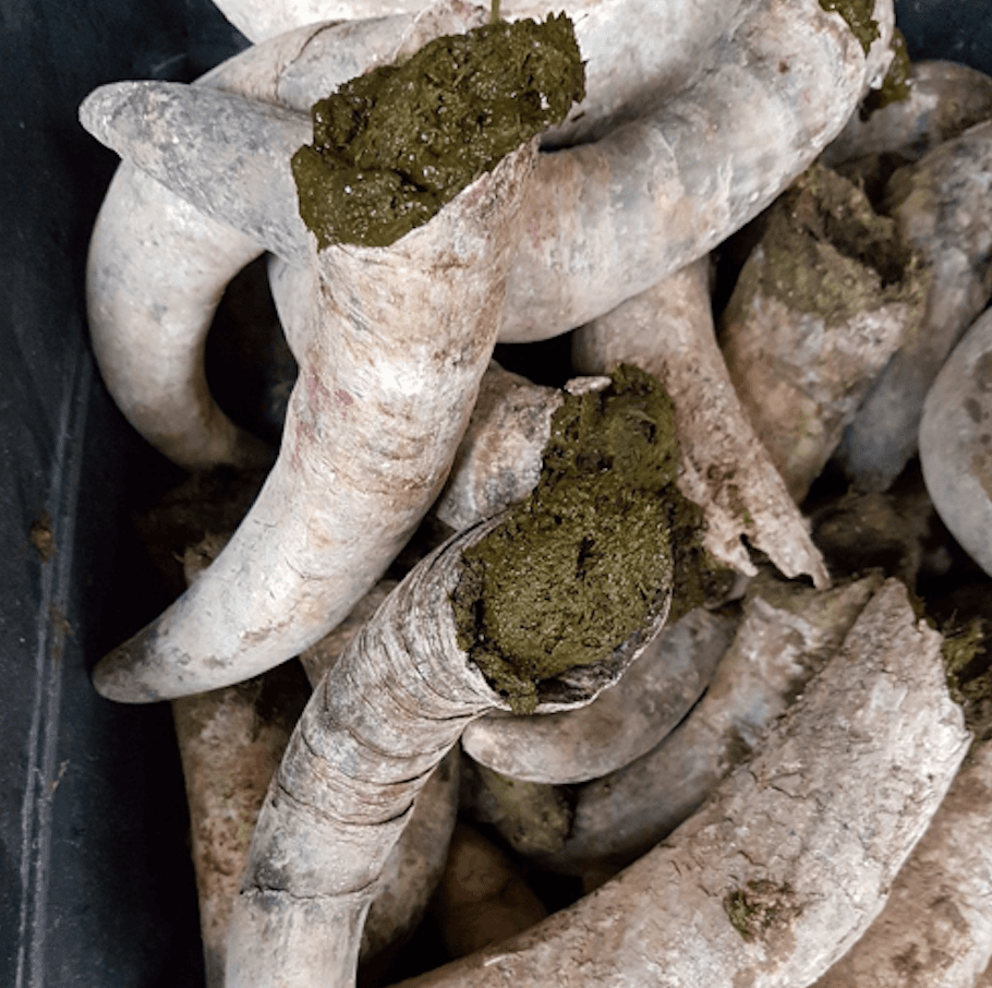 cornes de vache et compost