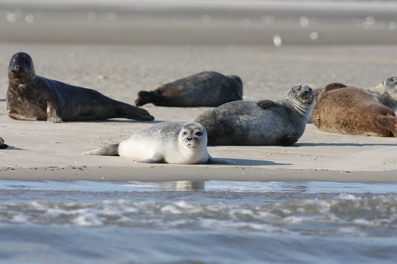 cucciolo foca ghiaccio