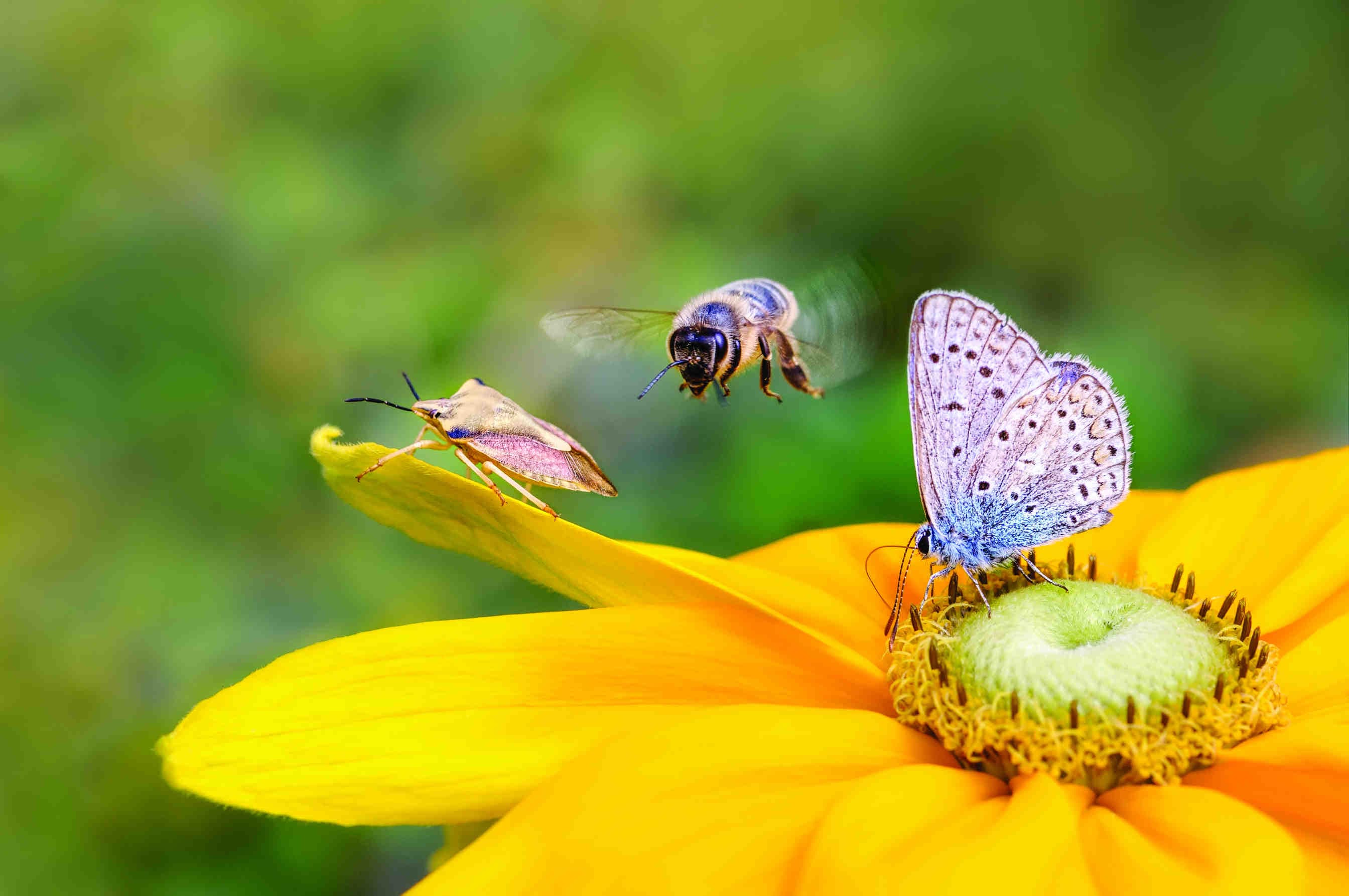 Il World Bee Day