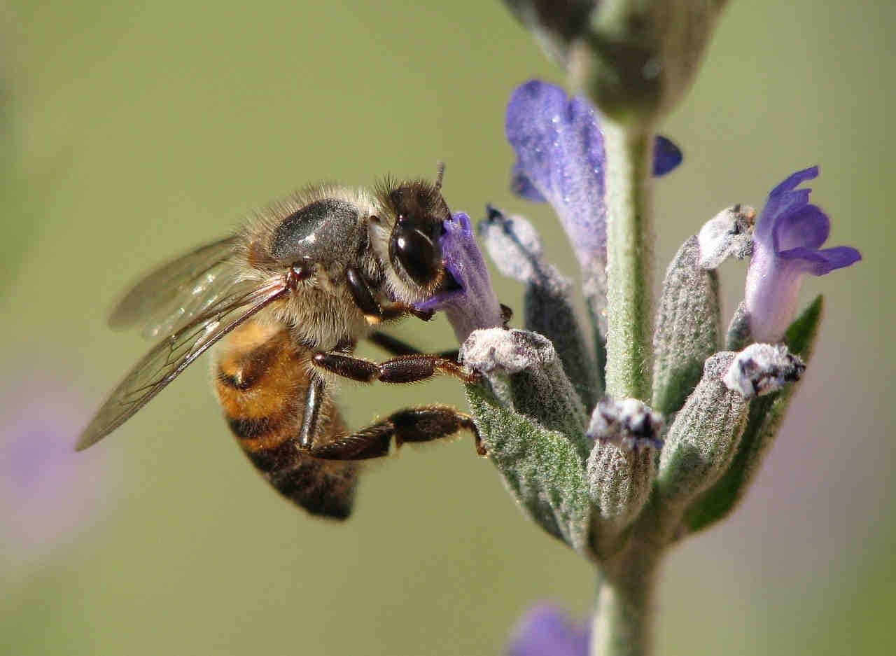 apis mellifera