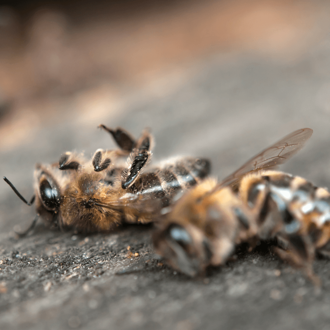 Le conseguenza sulla biodiversità
