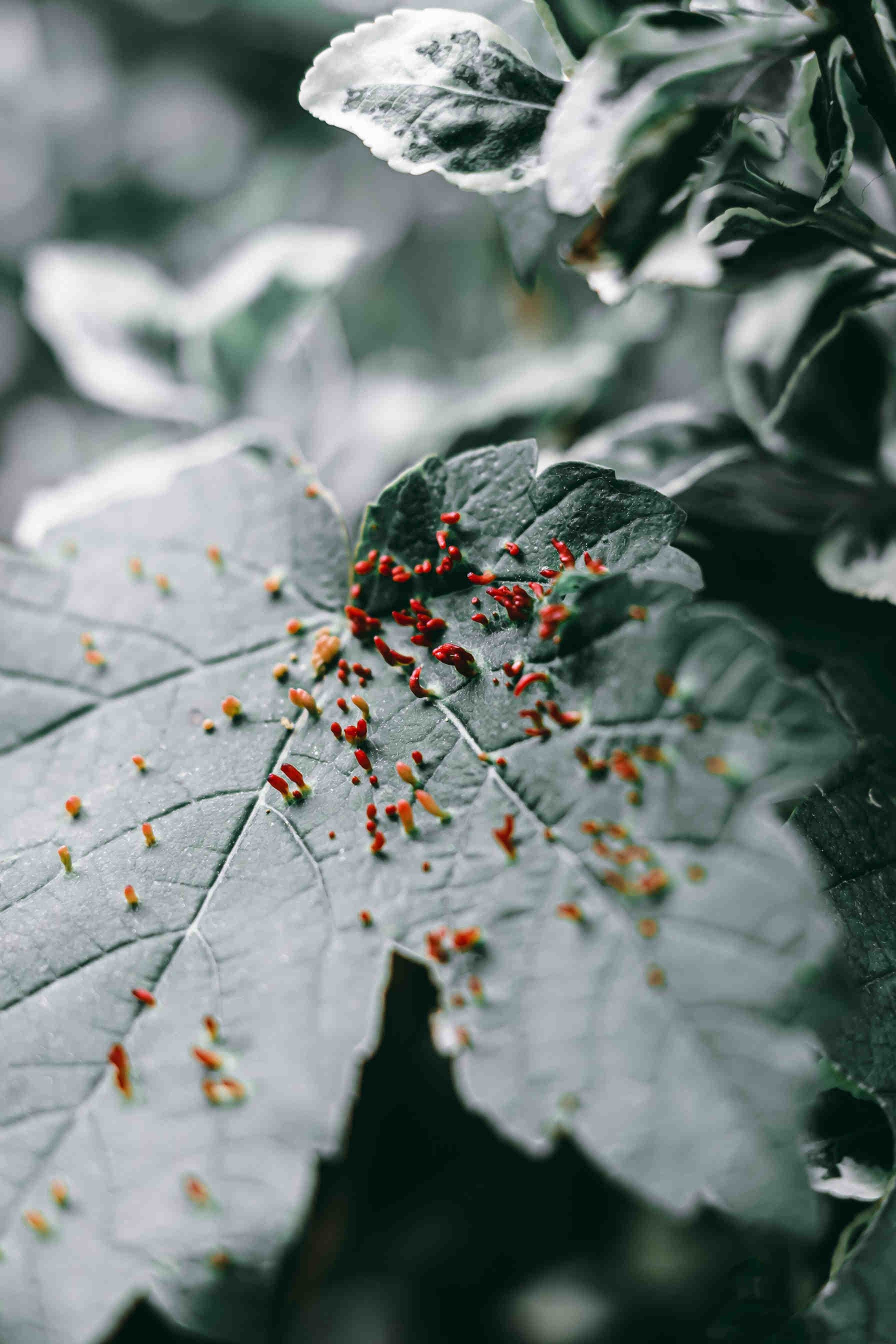 fleur-impact
