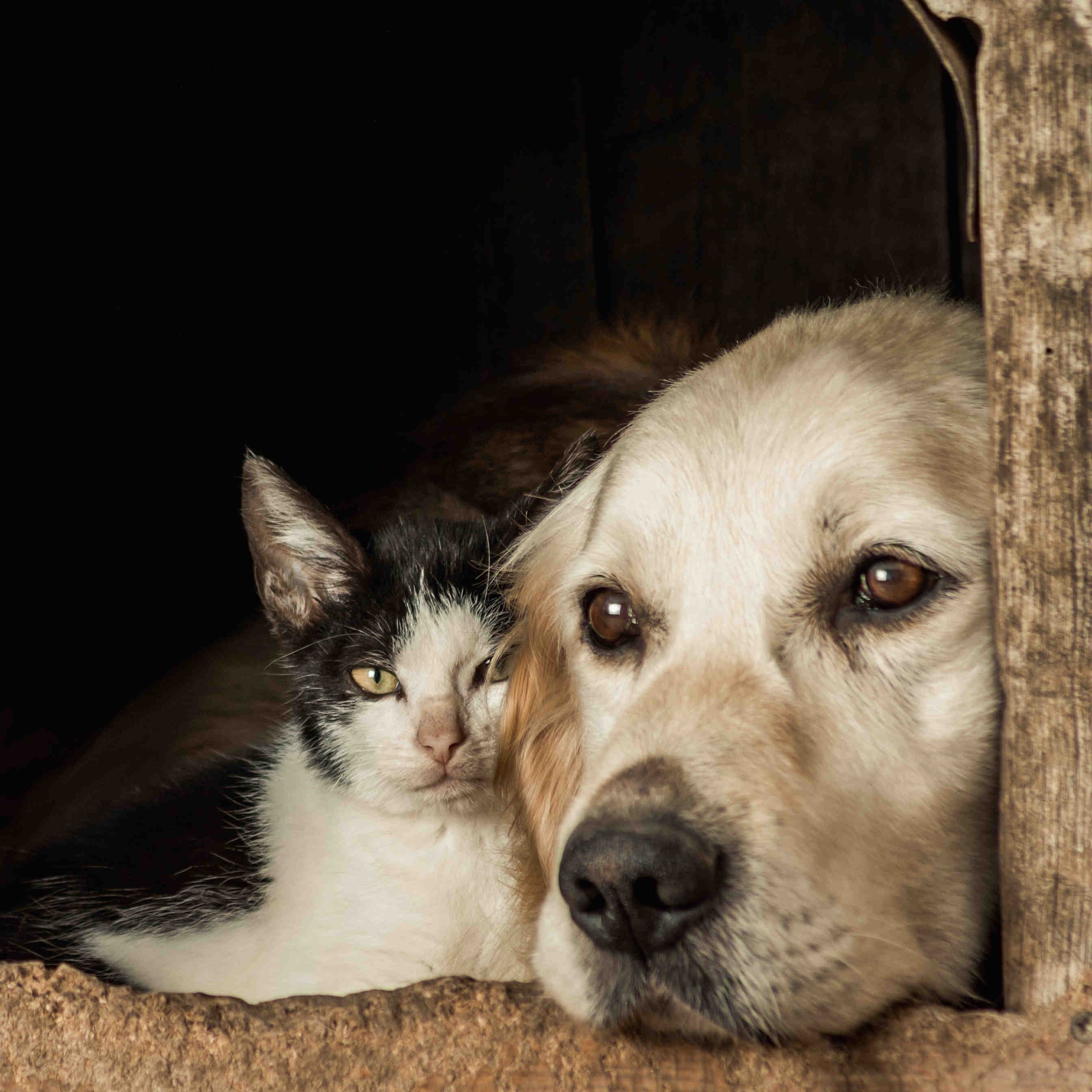 pet